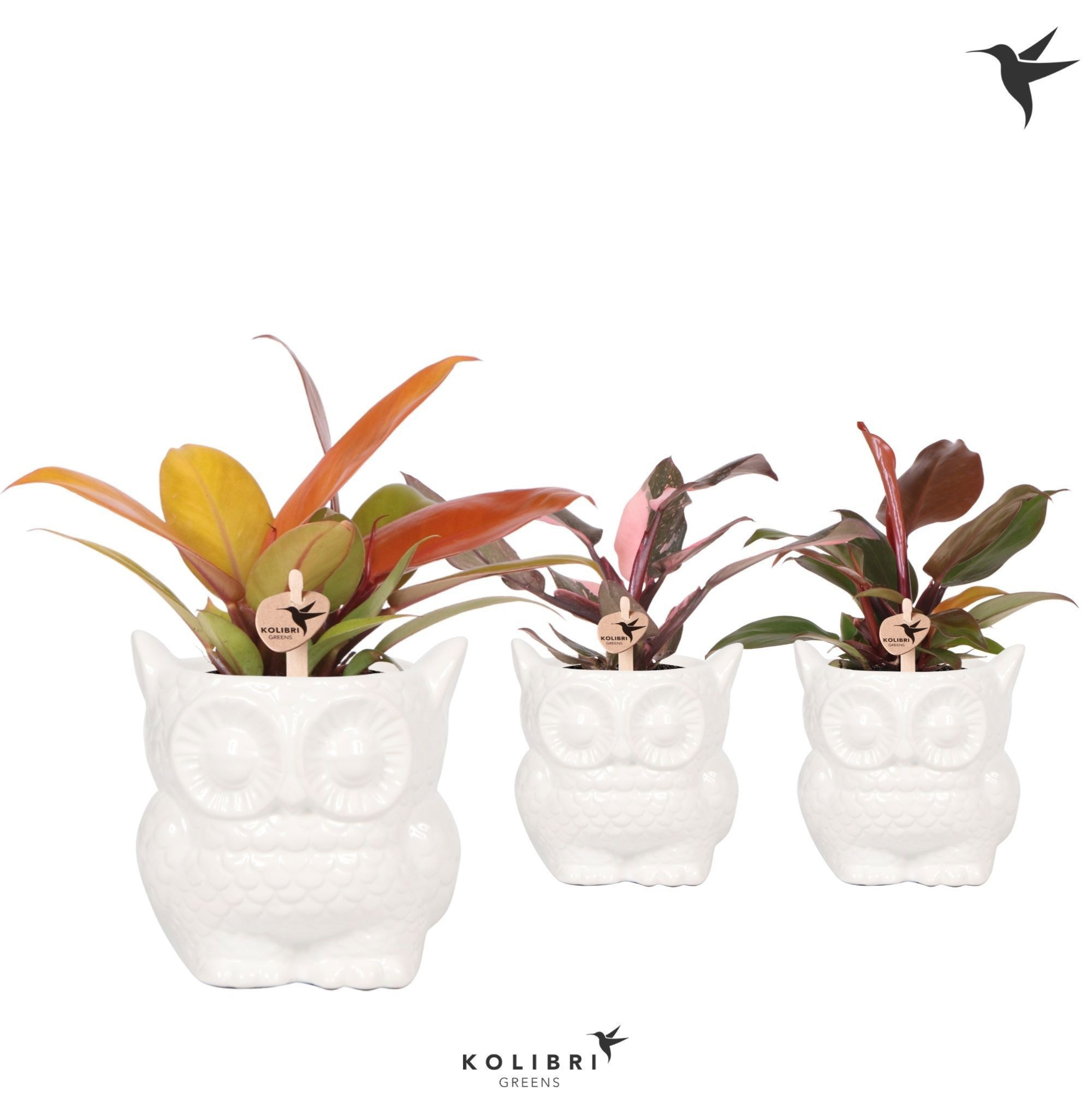 Kolibri Greens Philodendron mix in Owl pot white, D 9