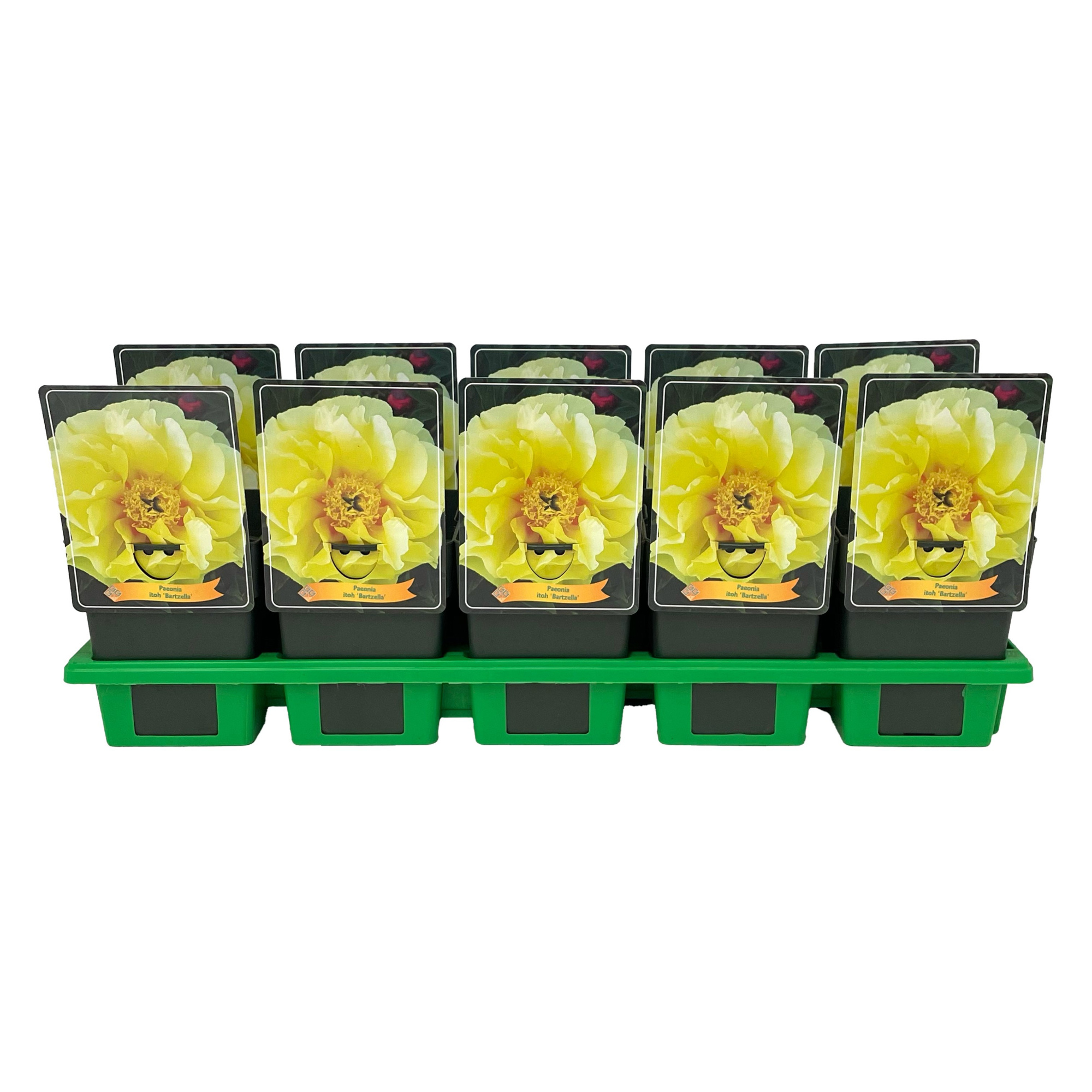 Paeonia Lactiflora 'Bartzella' P11, D 11
