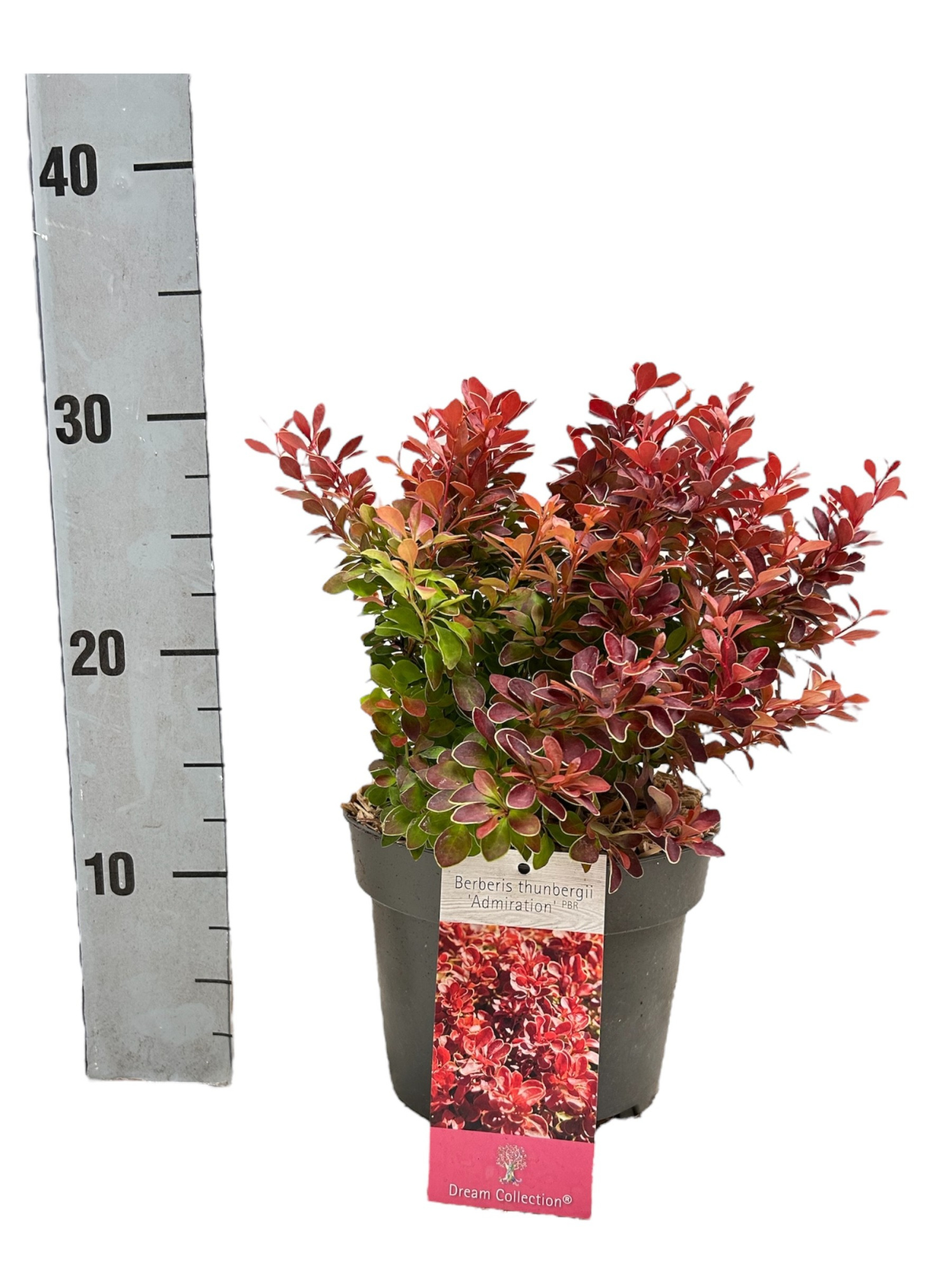 Berberis thunbegii 'Admiration', D 17