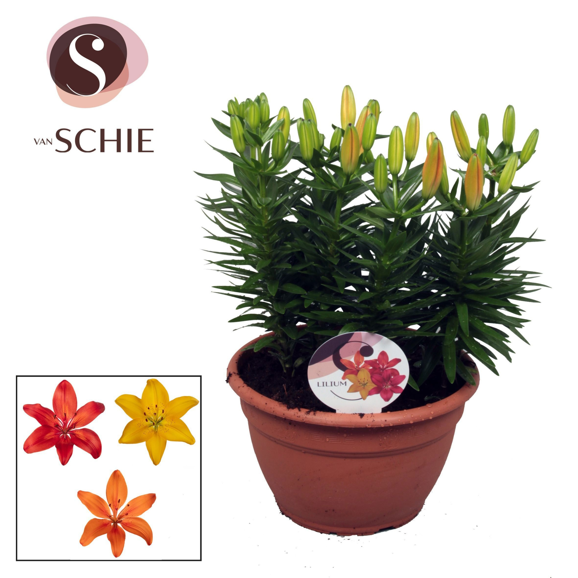 Az Trio Mix Schaal 9pp, D 25