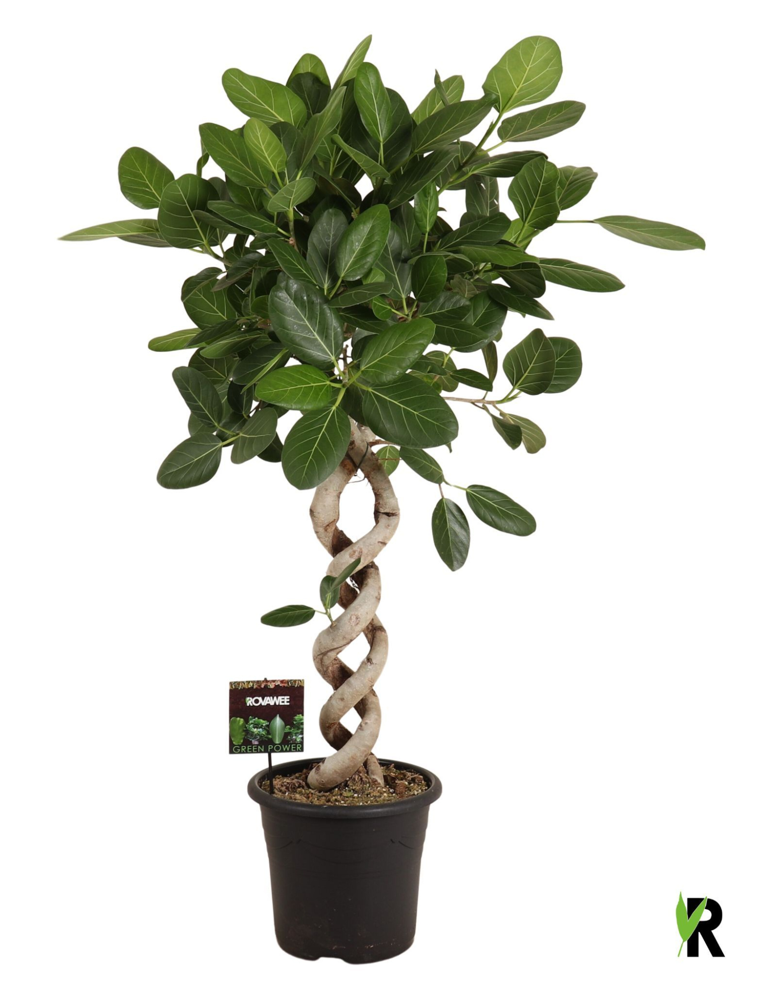 Ficus bengh. Audrey dubbel spiraal, D 32