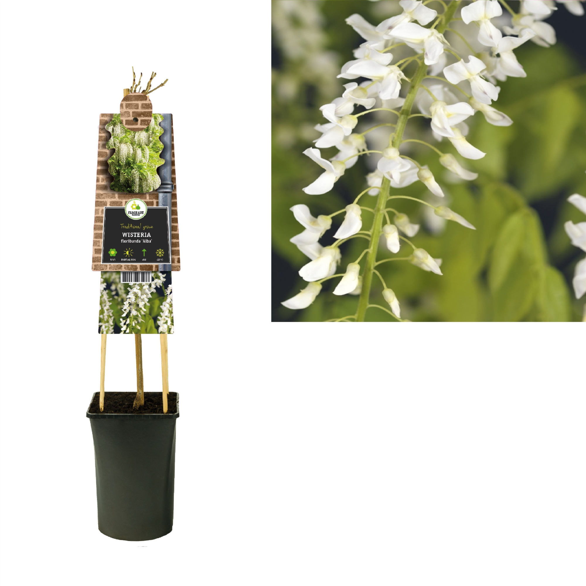 Wisteria floribunda 'Alba' +3.0 label, D 17