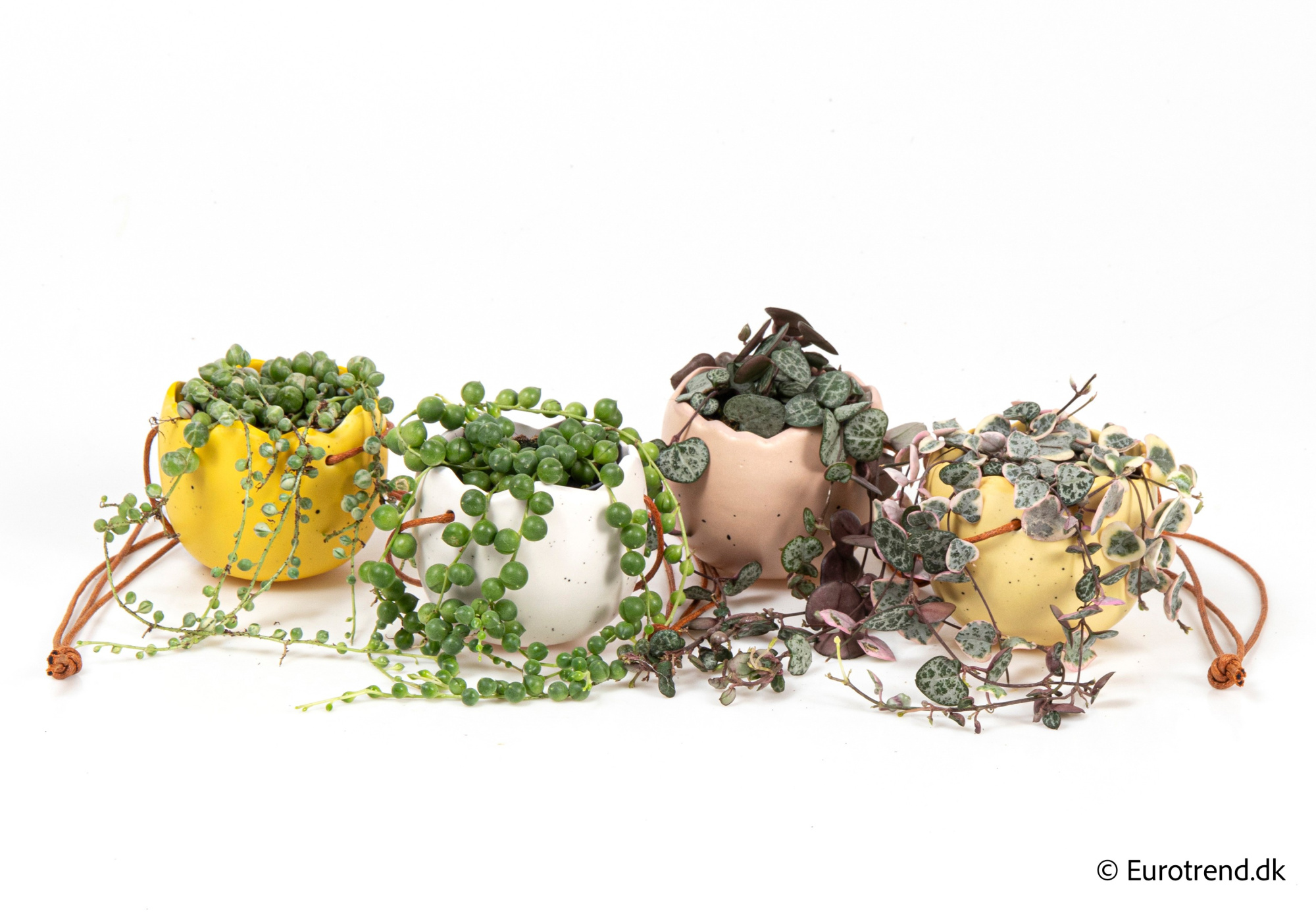 Ceropegia & Seneciomix in Easter ceramic 2026, D 6