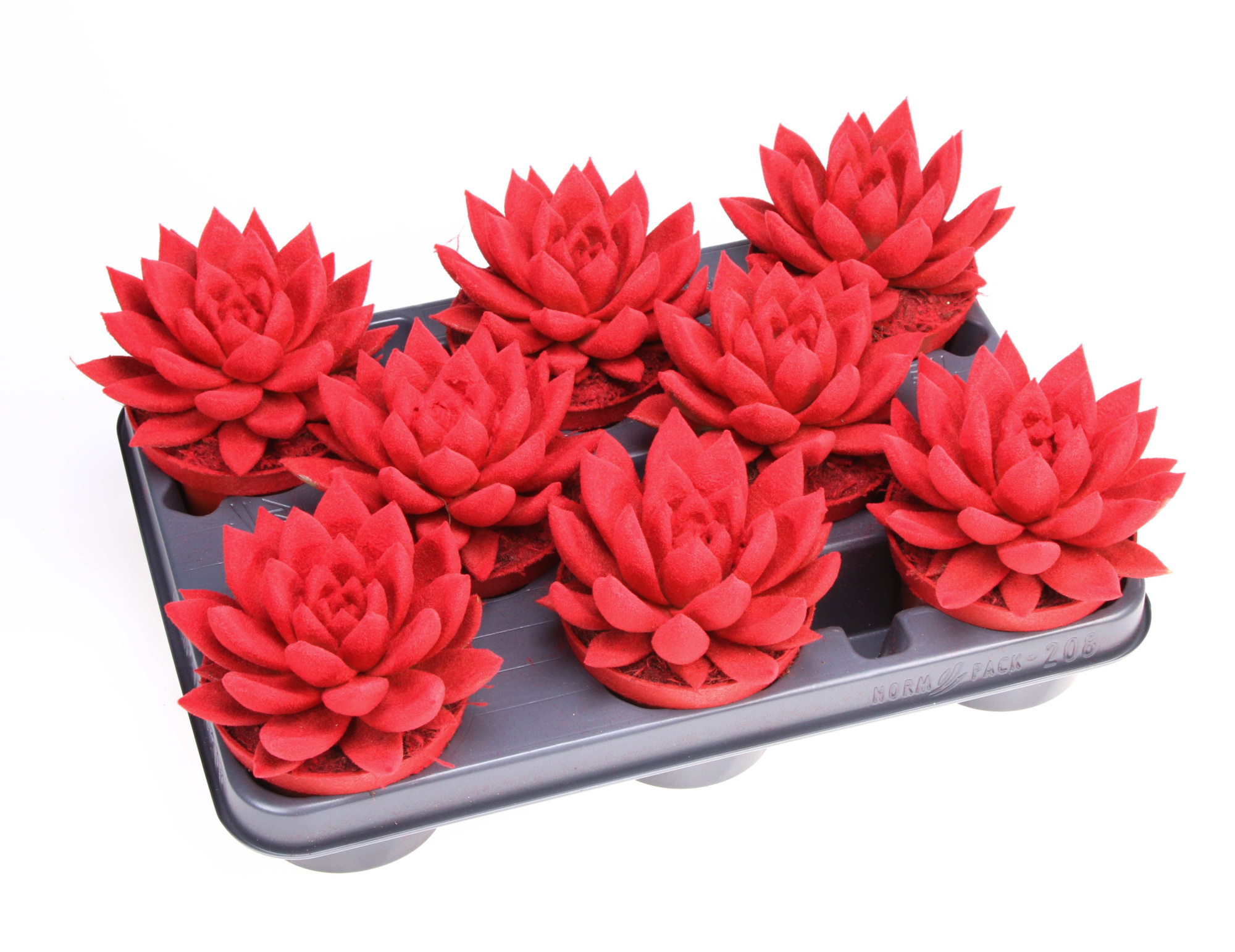 Miranda velvet red, D 10,5