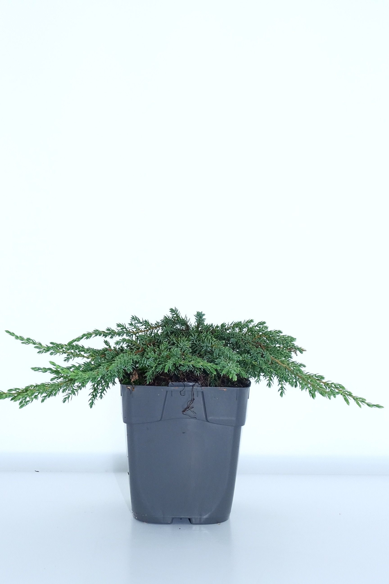 Juniperus com. ‘Green Carpet’, D 12