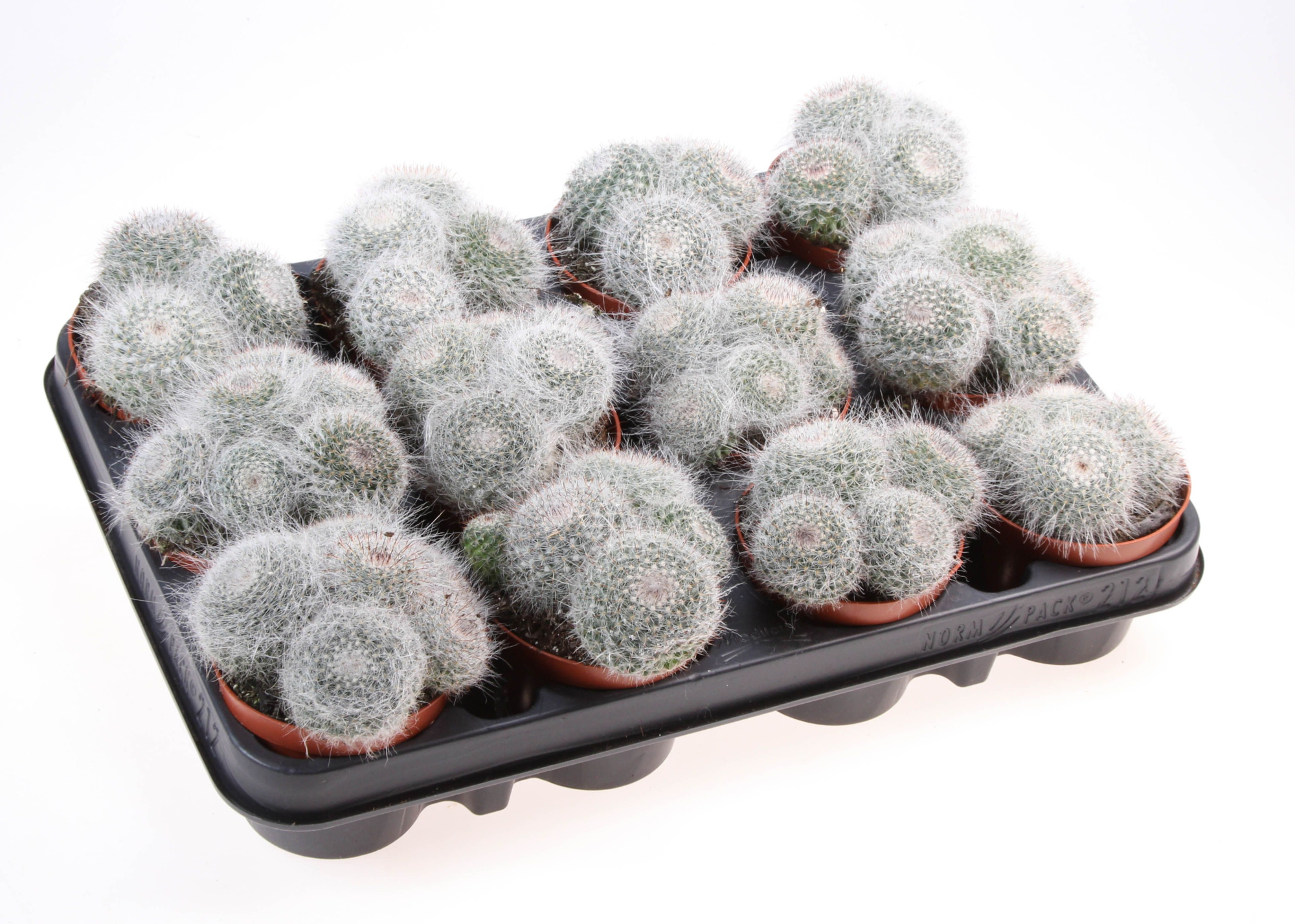 Mammillaria hahniana, D 8,5