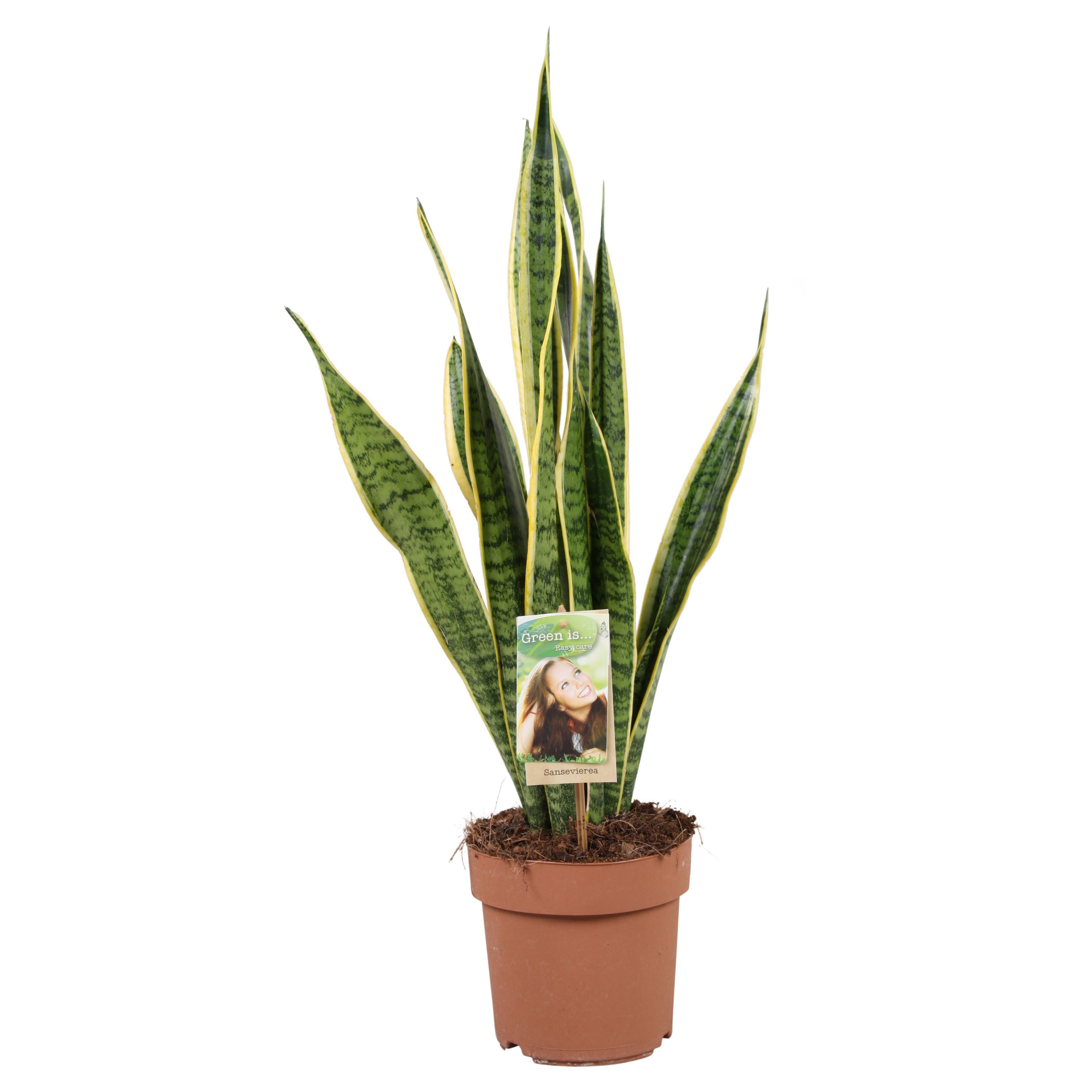 Sansevieria Laurentii, D 17