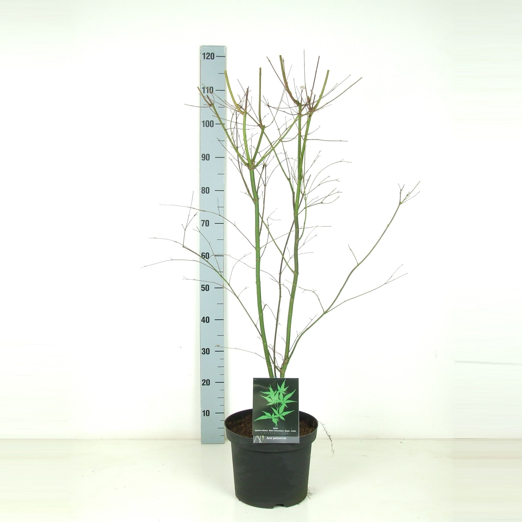 Acer palmatum P26 Full CC, D 26
