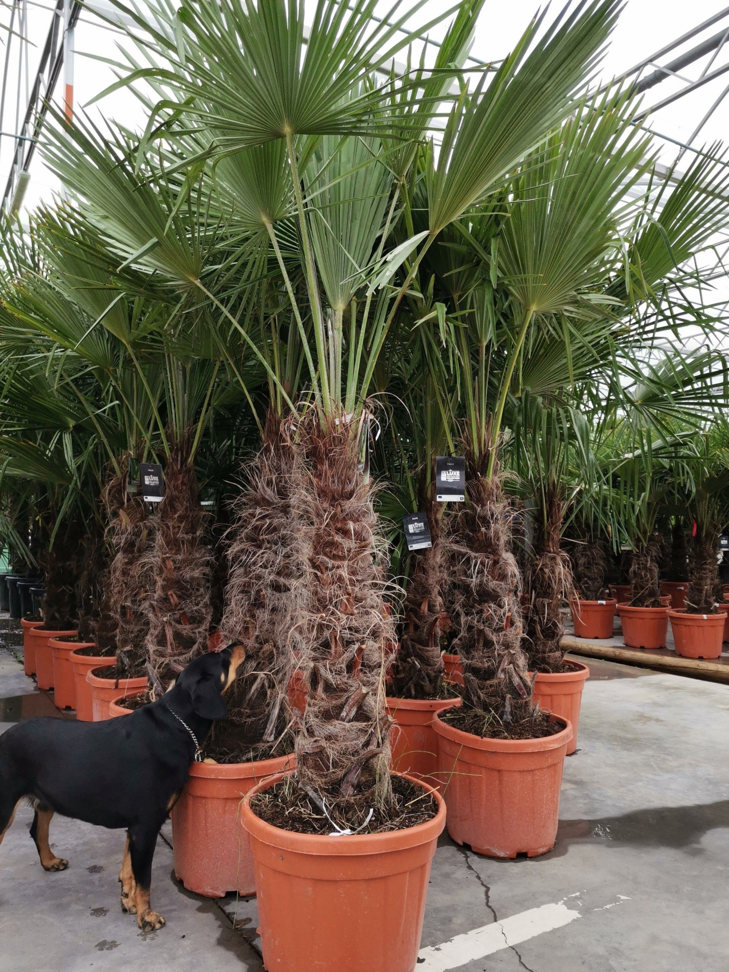 trachycarpus fortunei, D 45