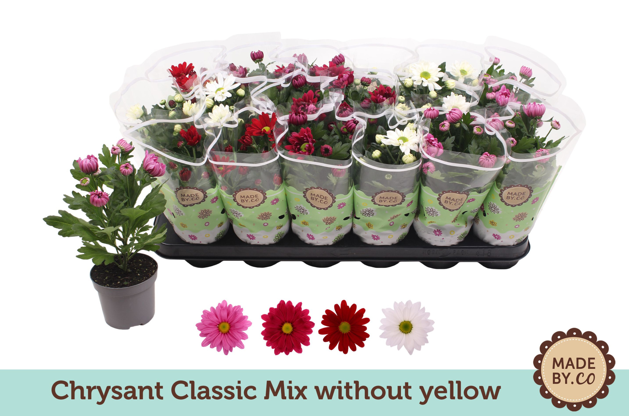 Chrysant Classic Mix - without yellow, D 9