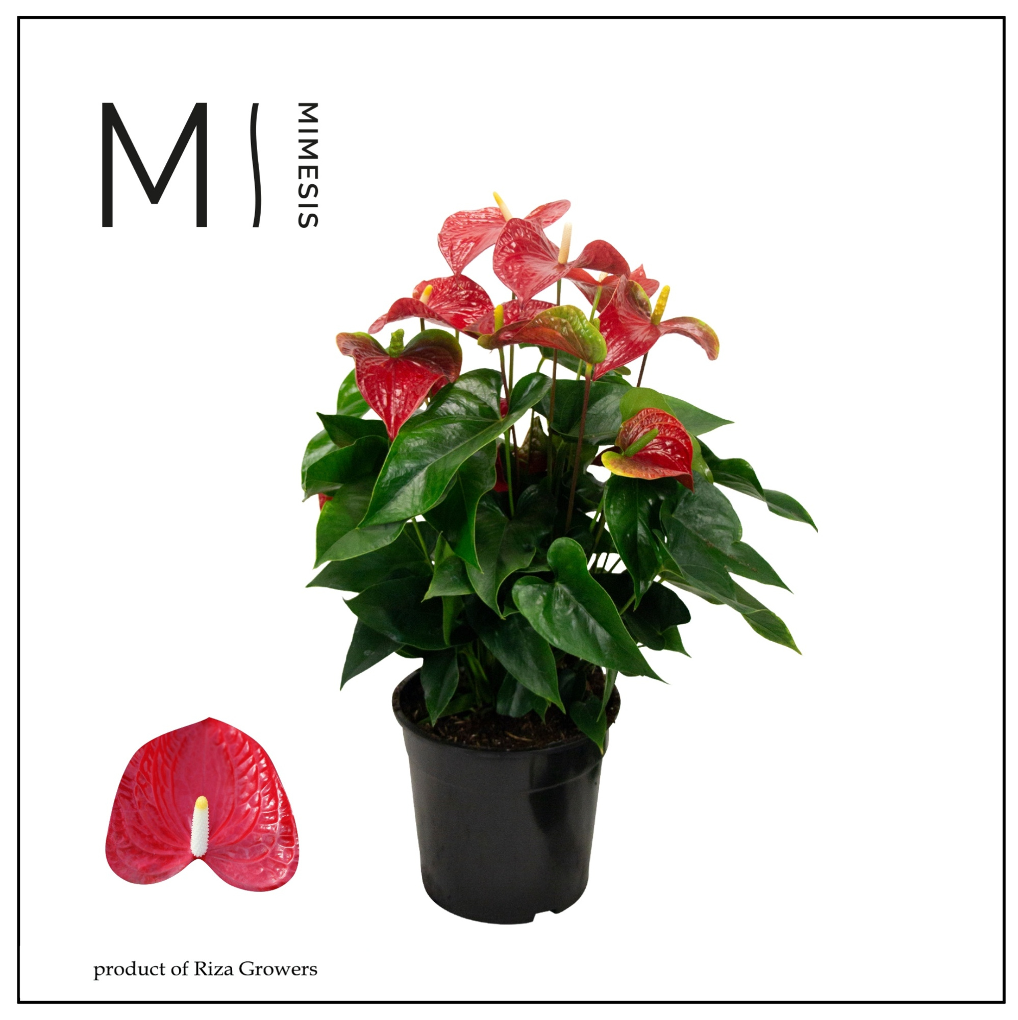 Mimesis Anthurium KARMA Red - 27 cm, D 27