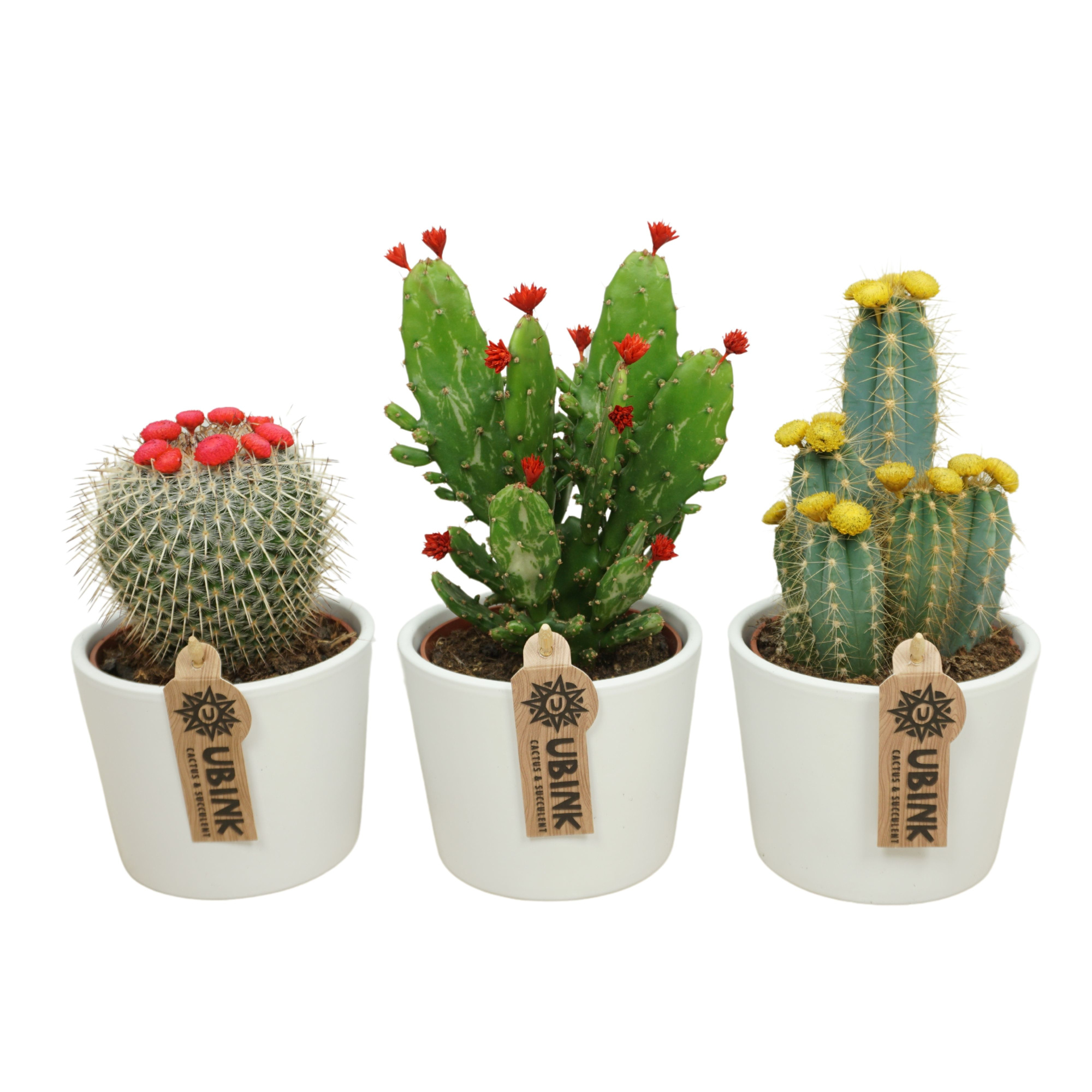 Cactus stro & plakbloem in 12 cm 'Witte Pot', D 10,5