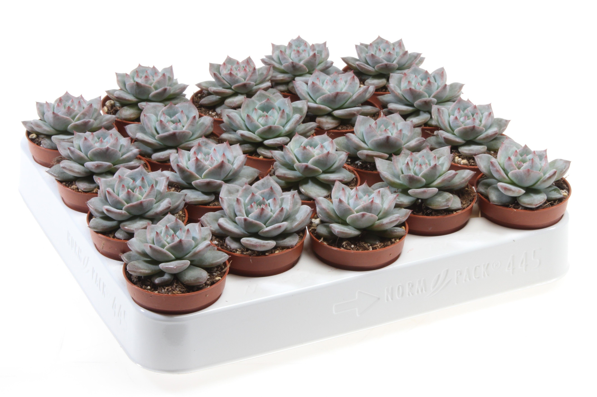 Echeveria colorata, D 5,5