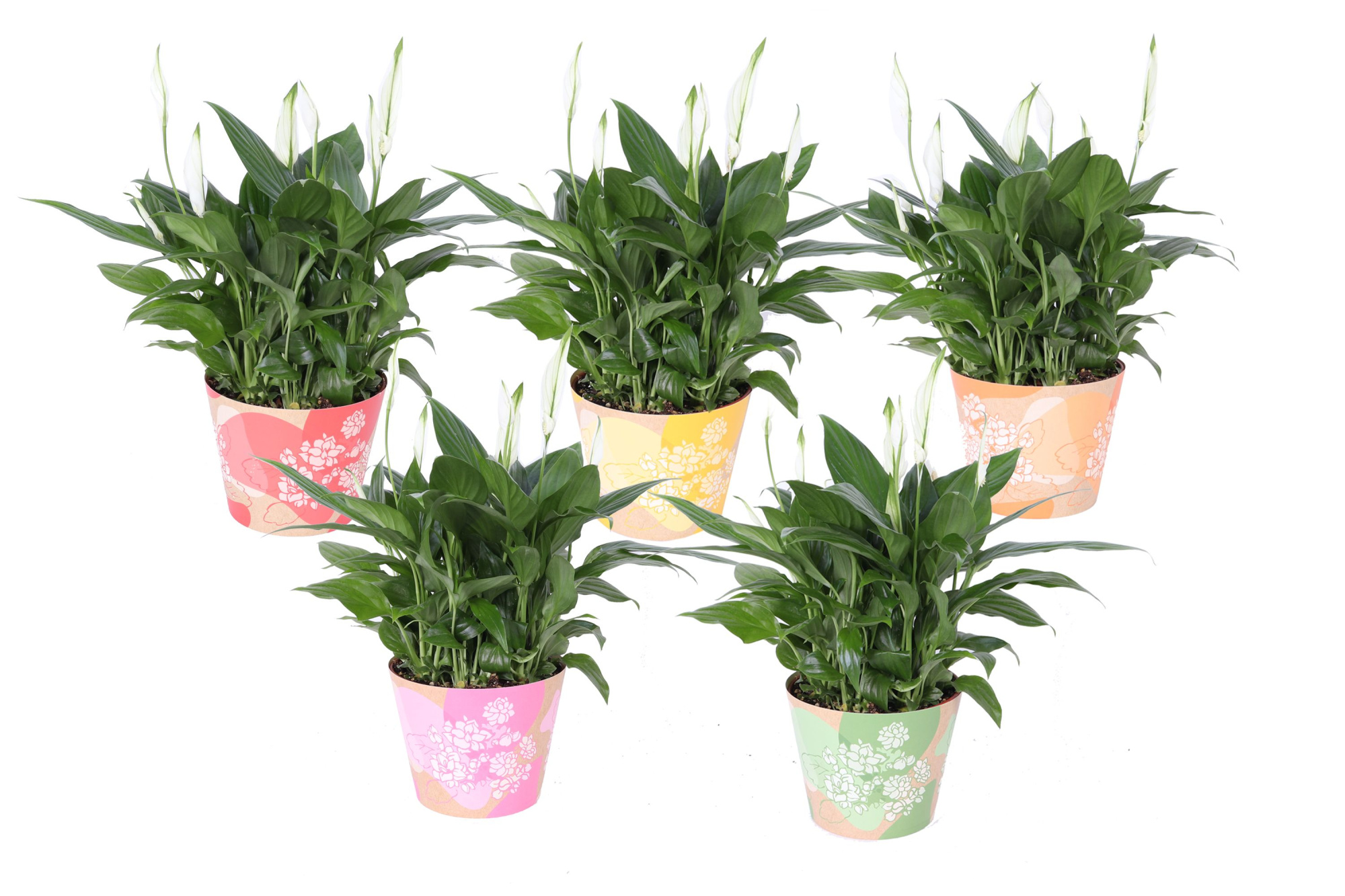 KP-849.6 - Spathiphyllum in waterdichte smartcup mix, D 15