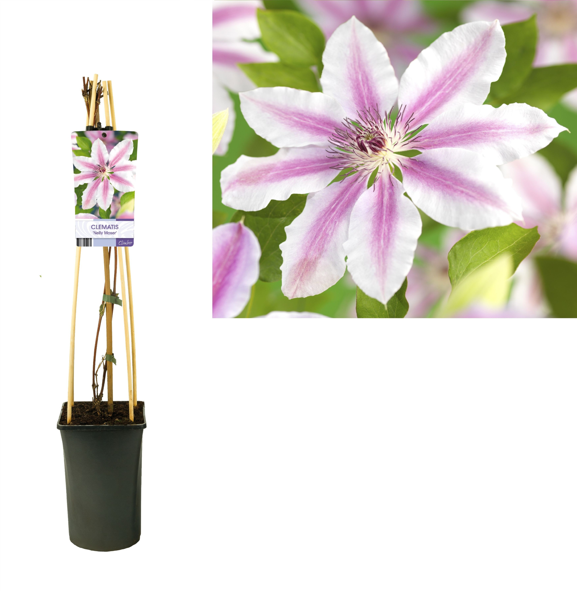 Clematis 'Nelly Moser' +light label, D 17