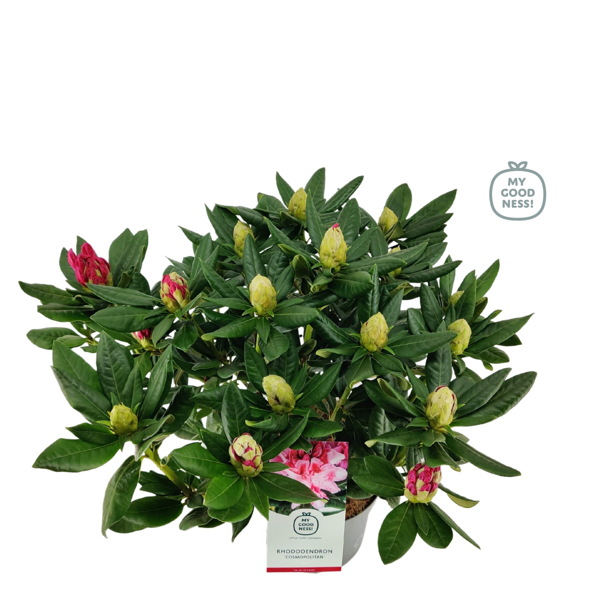 Rhododendron 40-50 /5 liter 'Cosmopolitan' bloeiend, D 23