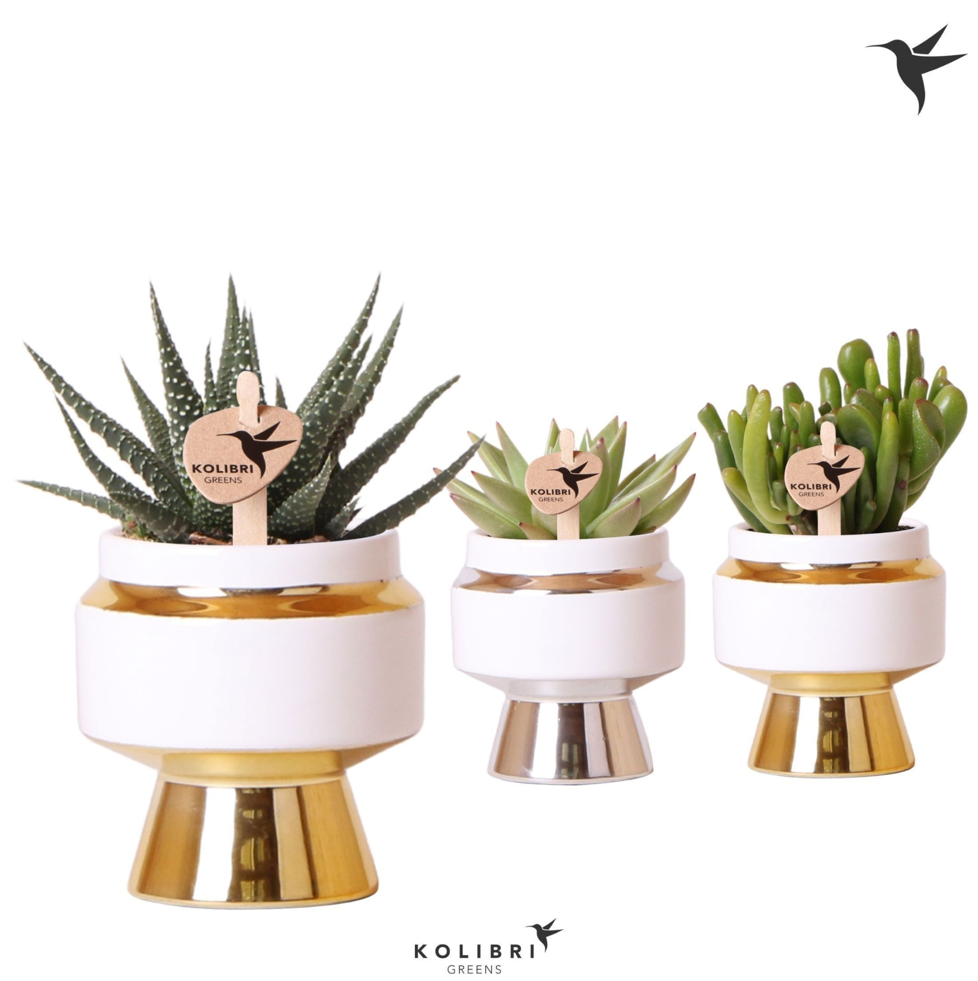 Kolibri Greens Succulenten mix in Le Chic pot mix, D 6