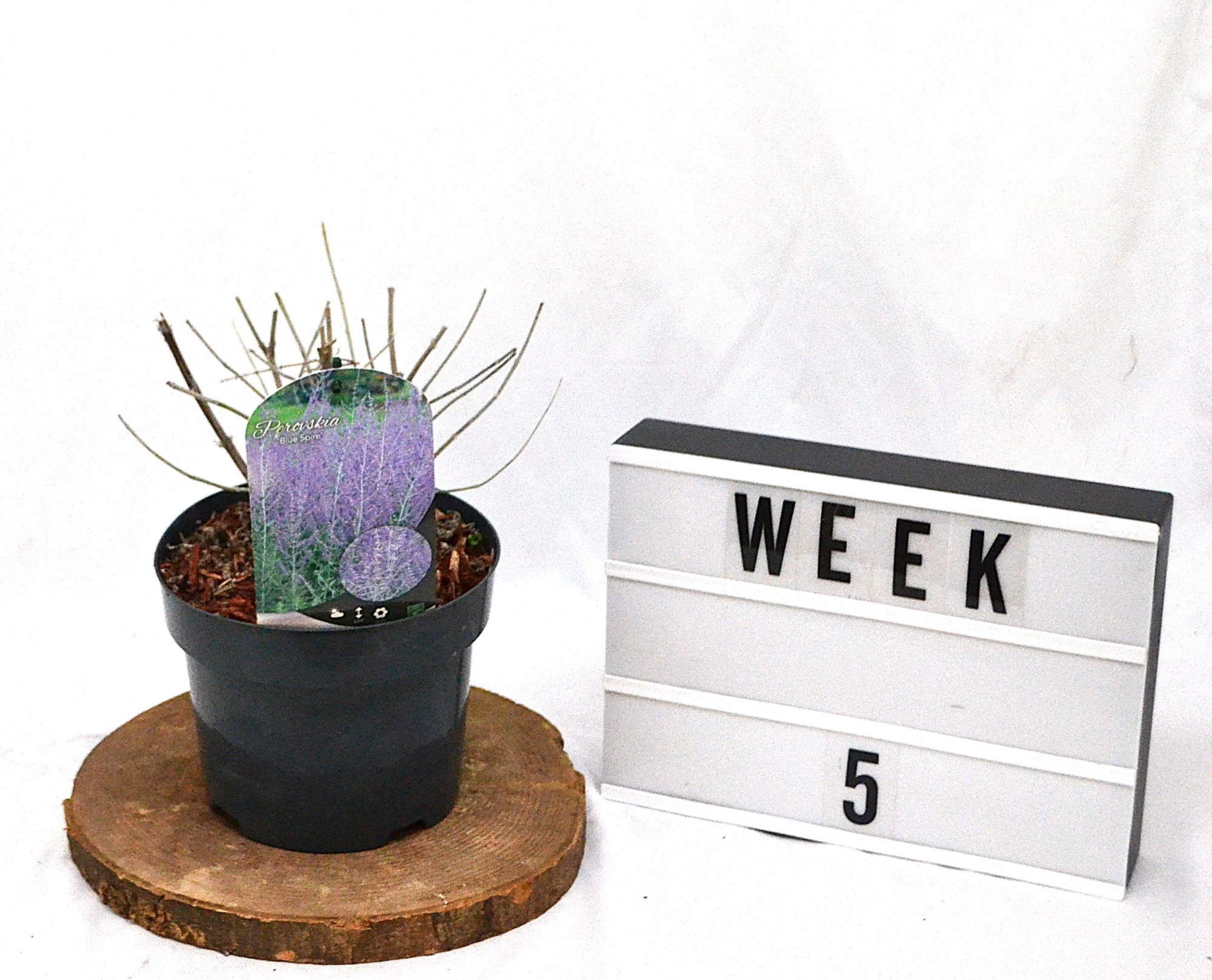 Perovskia 'Blue Spire C3, D 19