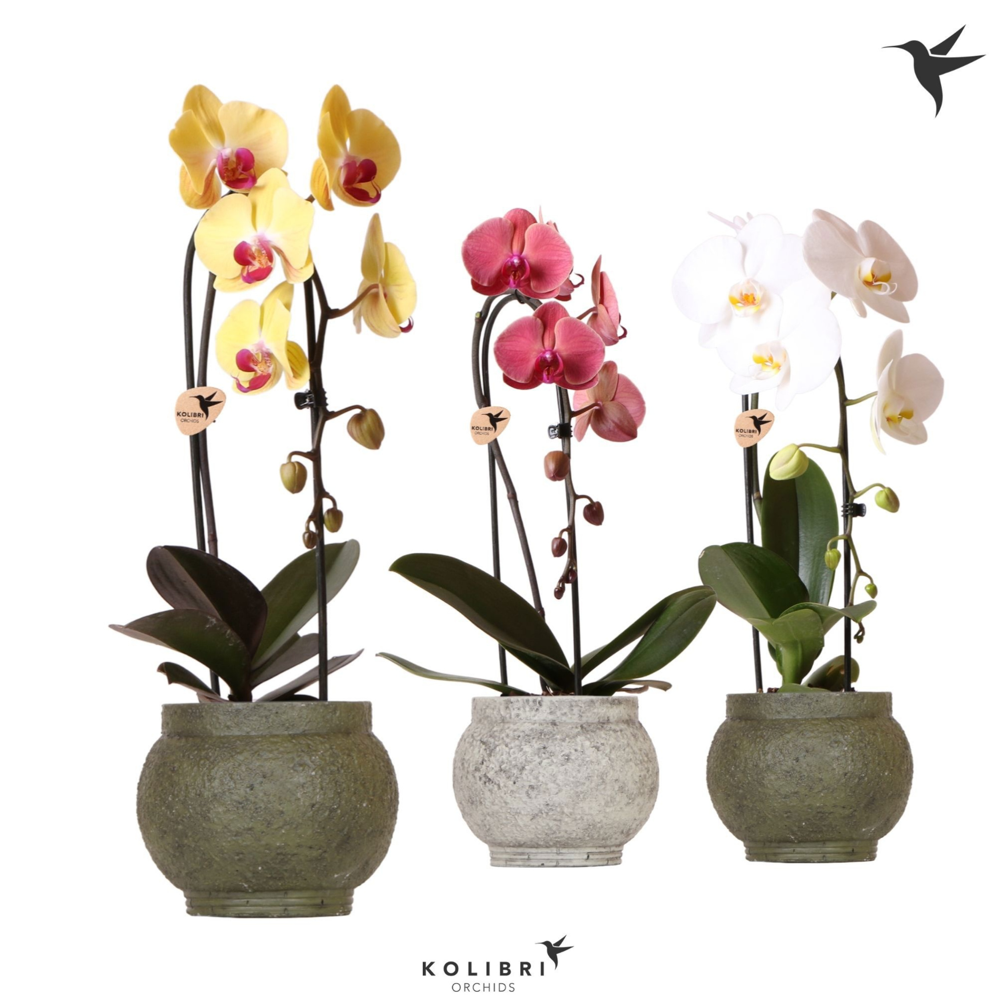 Kolibri Orchids Phalaenopsis Cascade Niagara Fall mix 1 spike in Ancient pot green mix, D 12