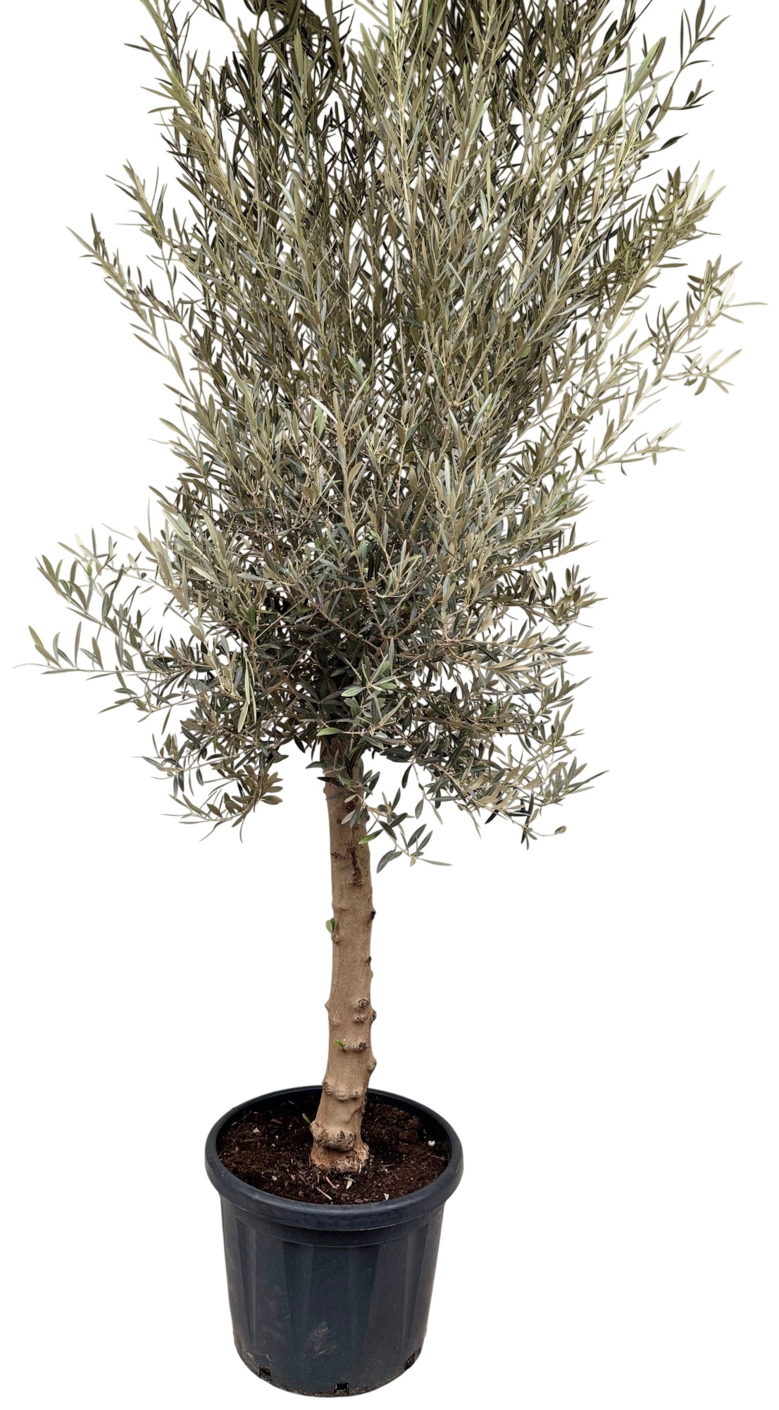 Olea europea P45 stam, D 45