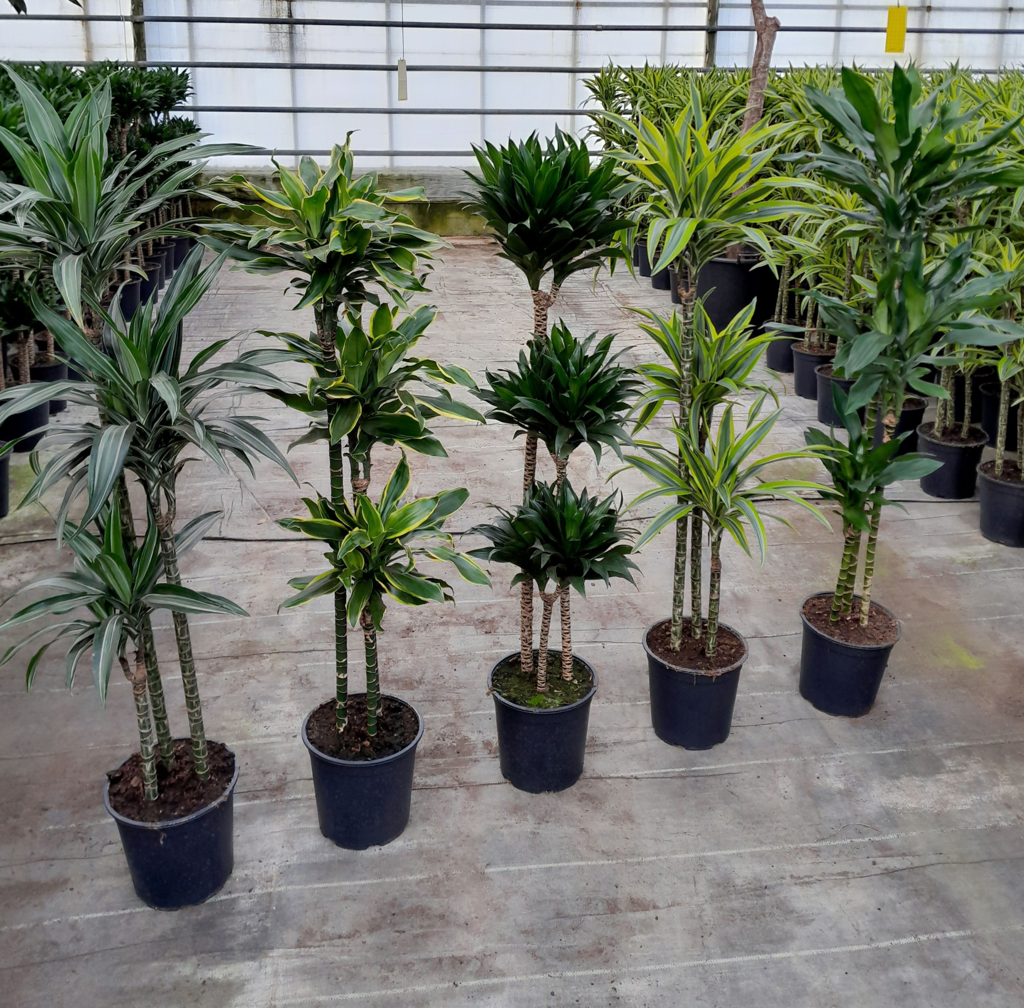 DRACAENA DEREMENSIS MIX, D 24