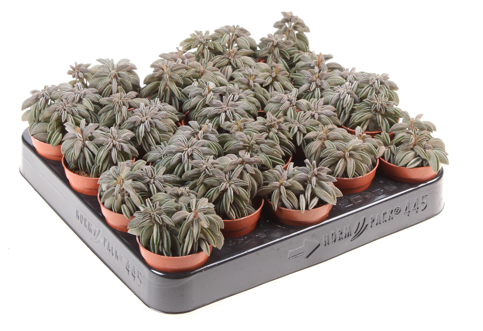 Peperomia silver spark, D 5,5