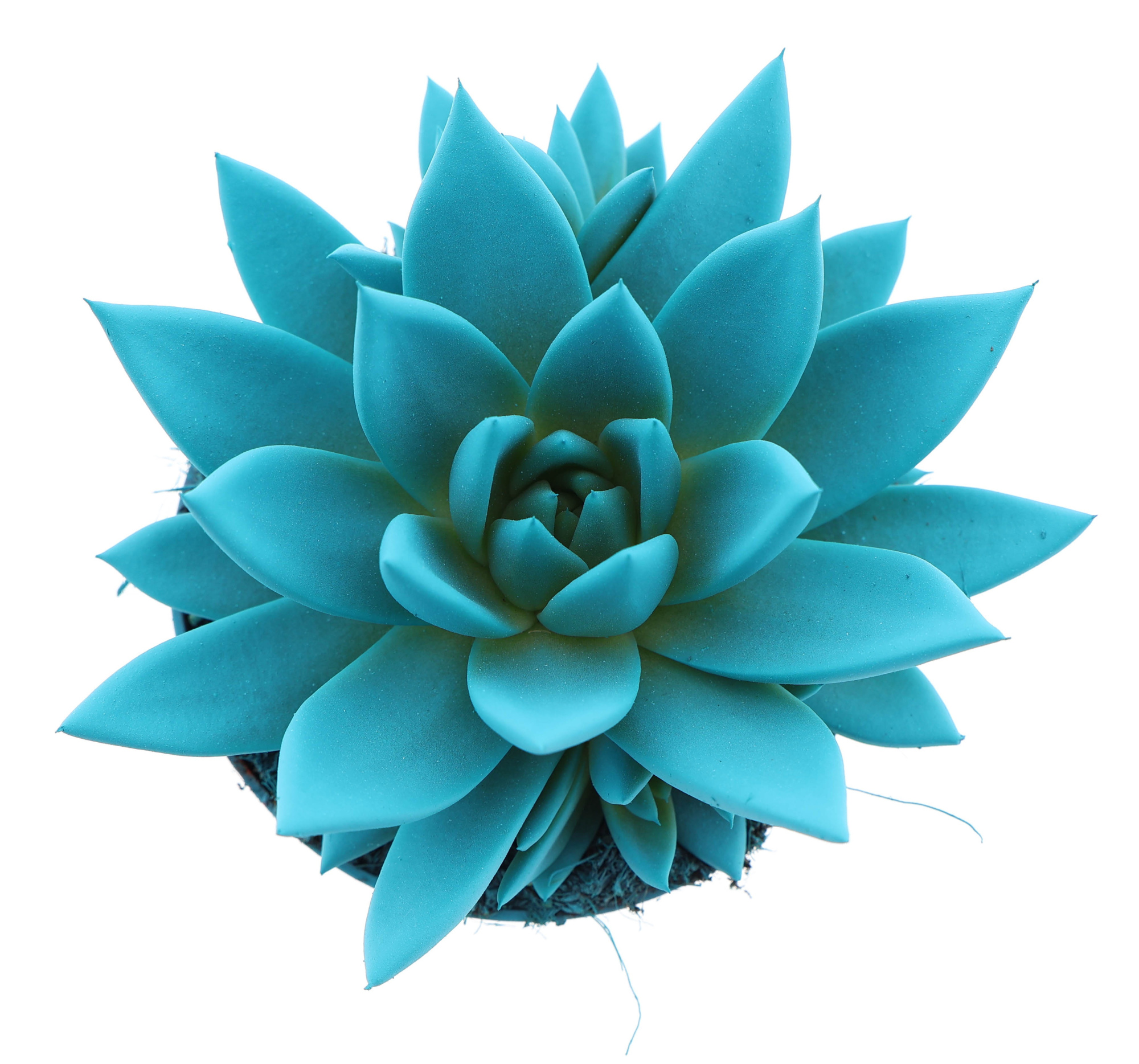 Rainbow mint, D 10,5