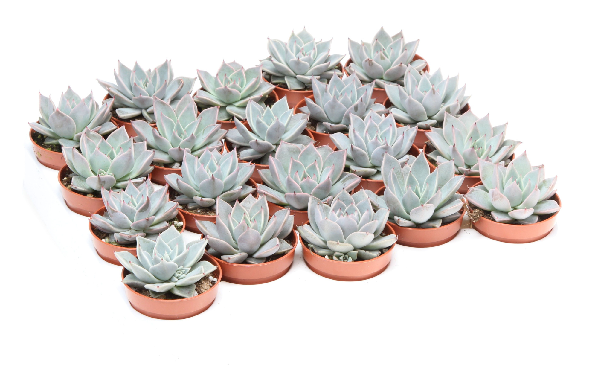 Echeveria sonroberts, D 5,5