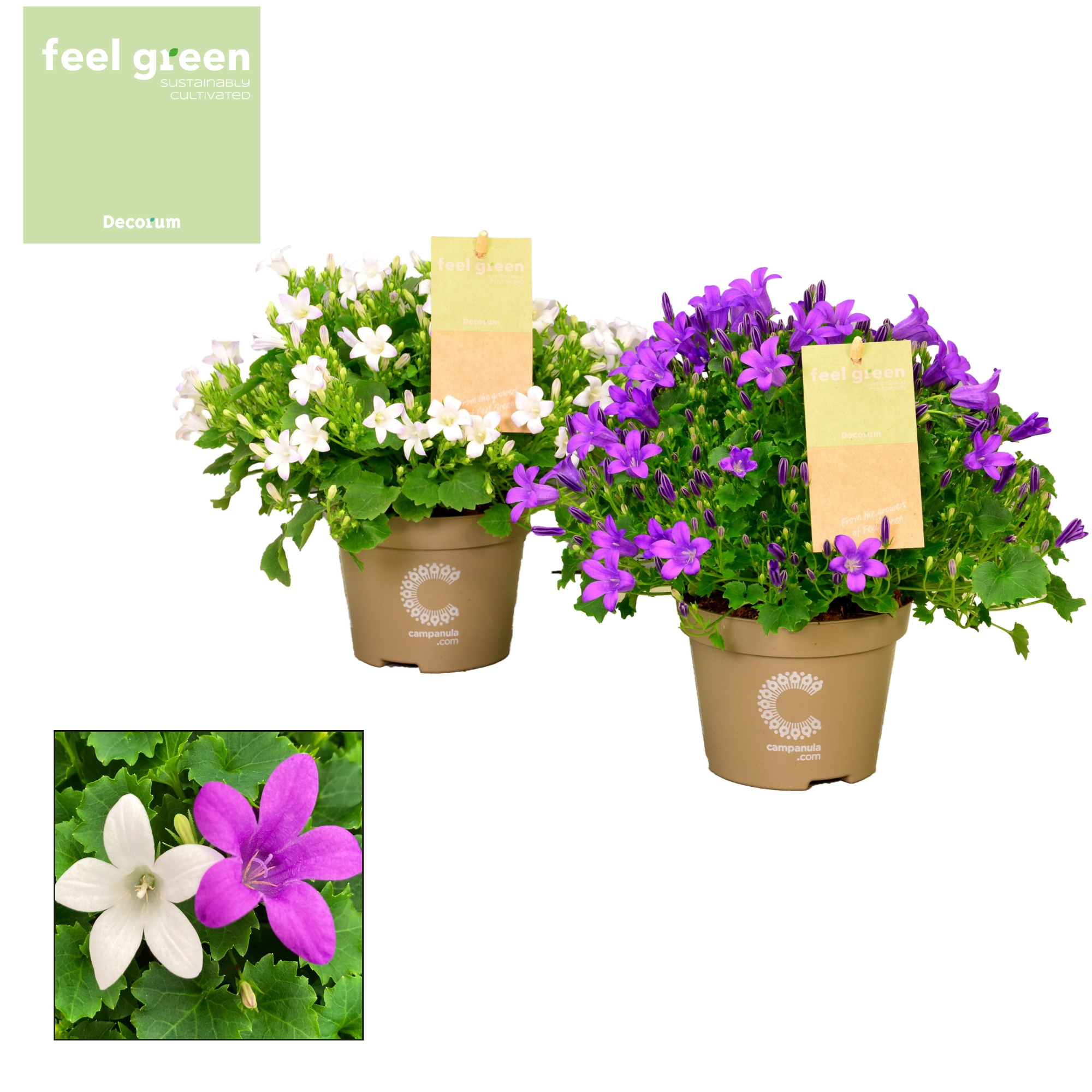 Campanula Porto Mix FEEL GREEN, D 11