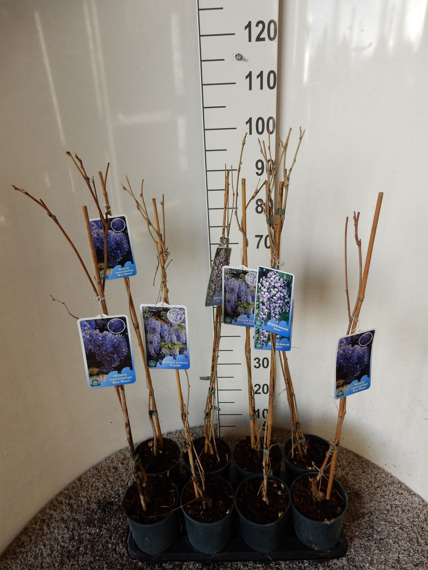 Wisteria in cultivars 80 cm P17, D 17