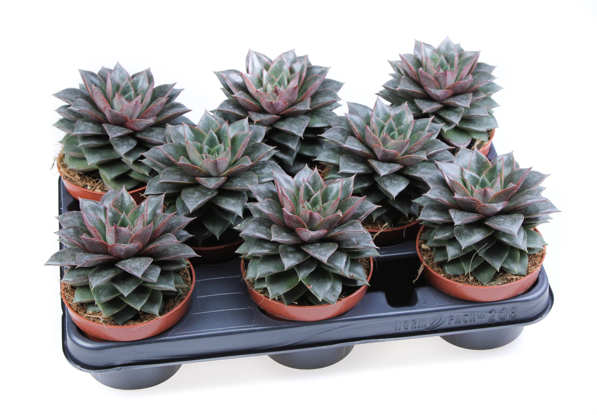 Echeveria Purpusorum, D 10,5