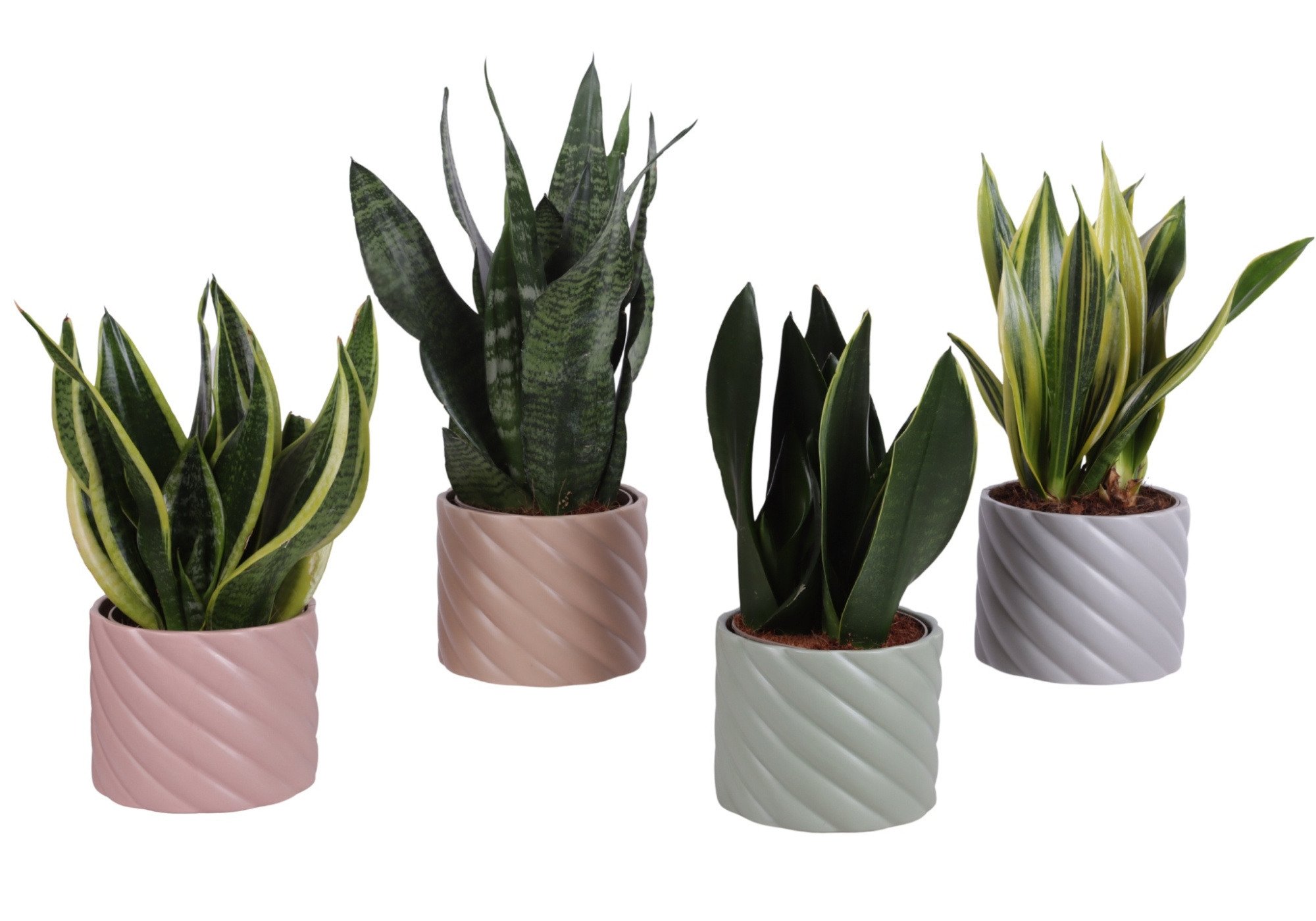 Sansevieria mix Ø12cm in Ø14cm Ceramic SE661, D 14