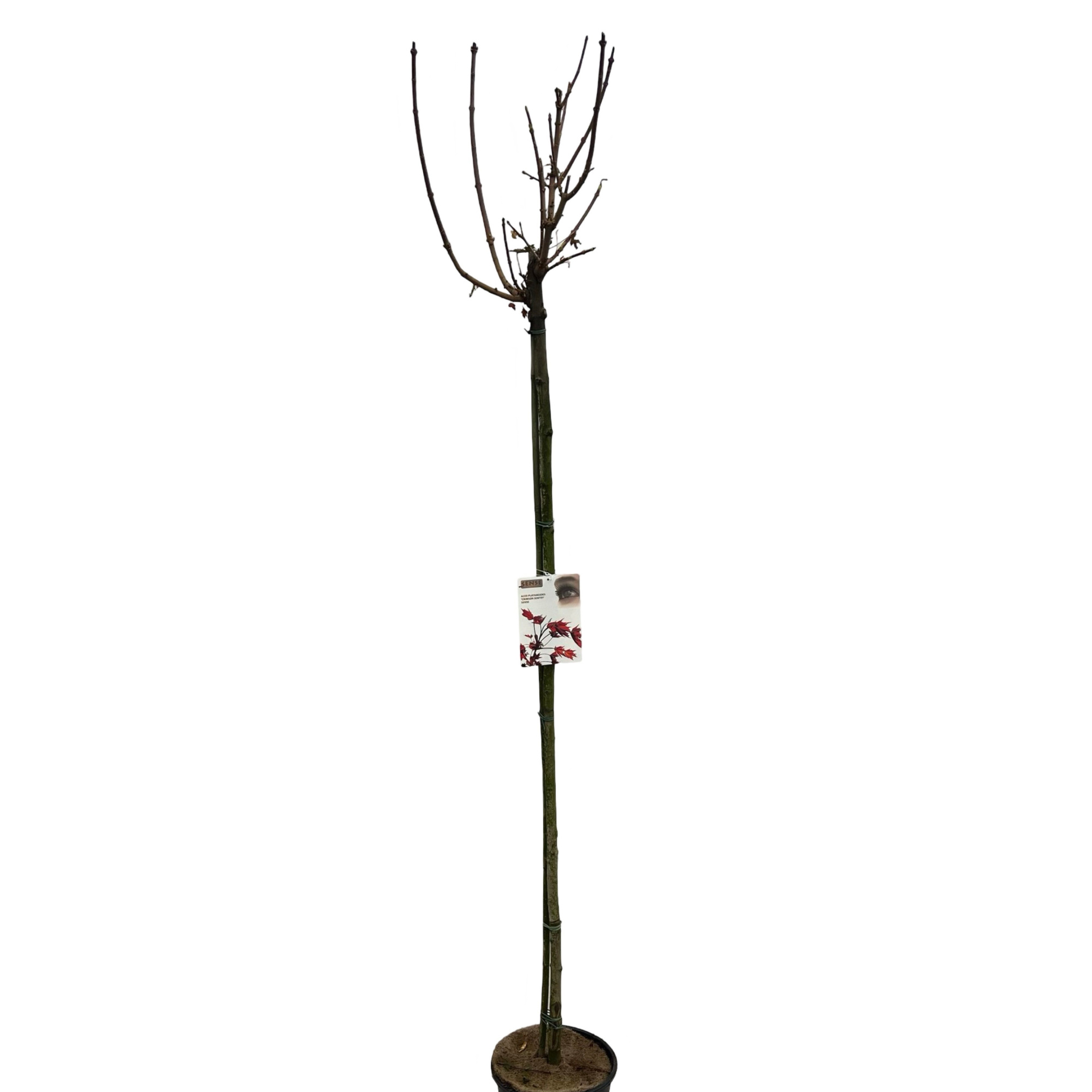 Acer platanoides 'Crimson Sentry' stam 100 cm, D 27
