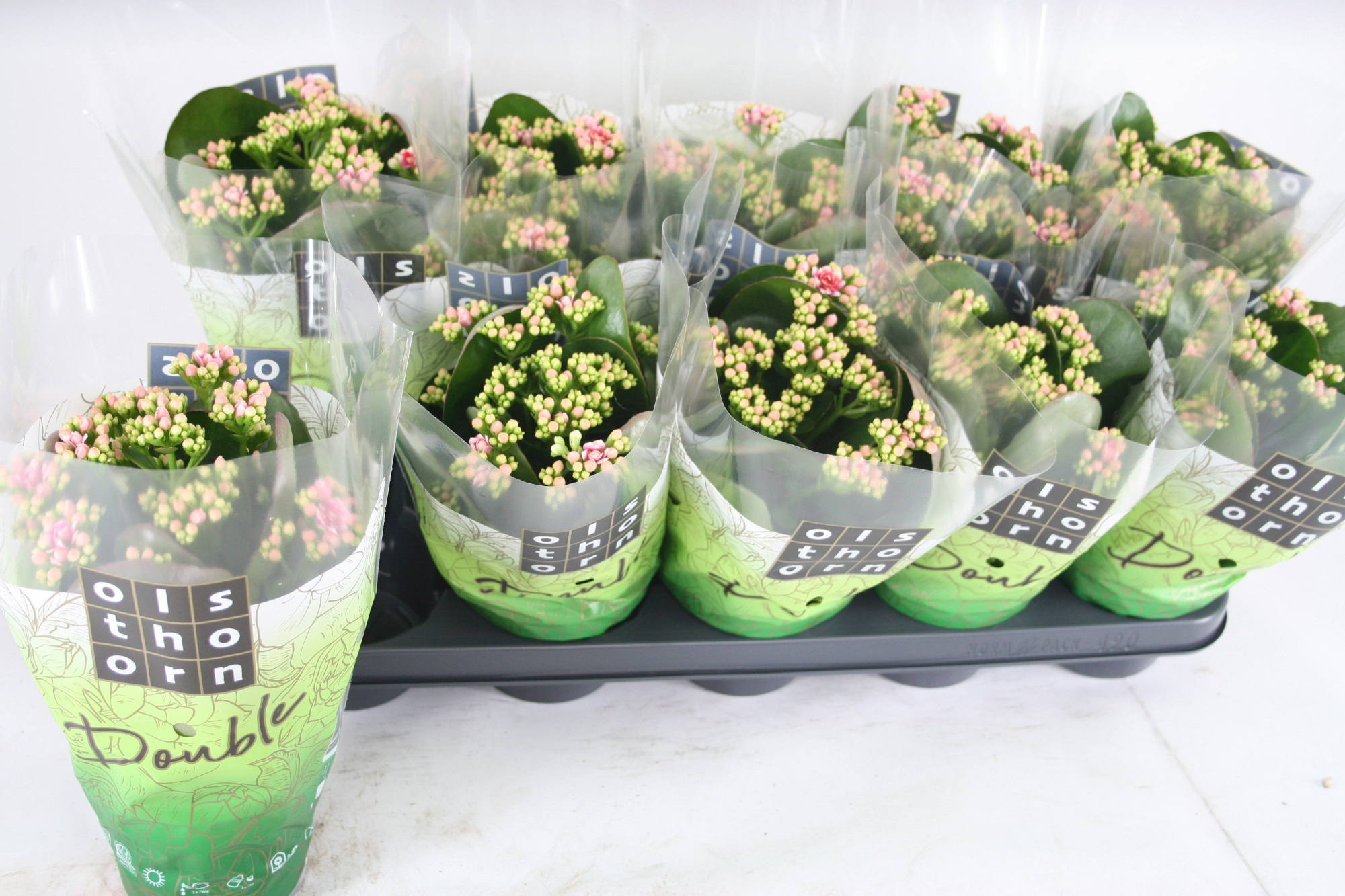 Gevuld 12 cm WEAVER, D 12