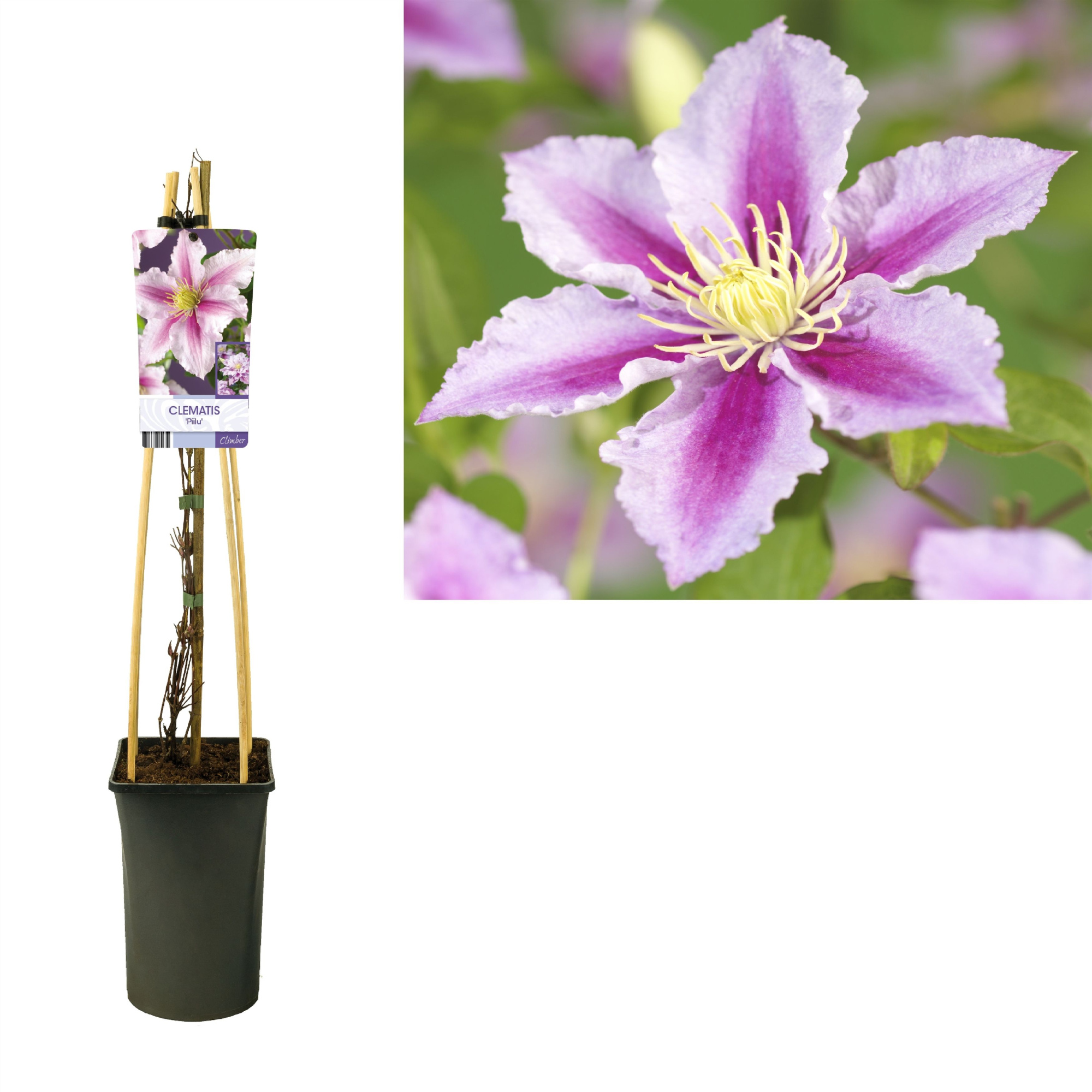 Clematis 'Piilu' +light label, D 17