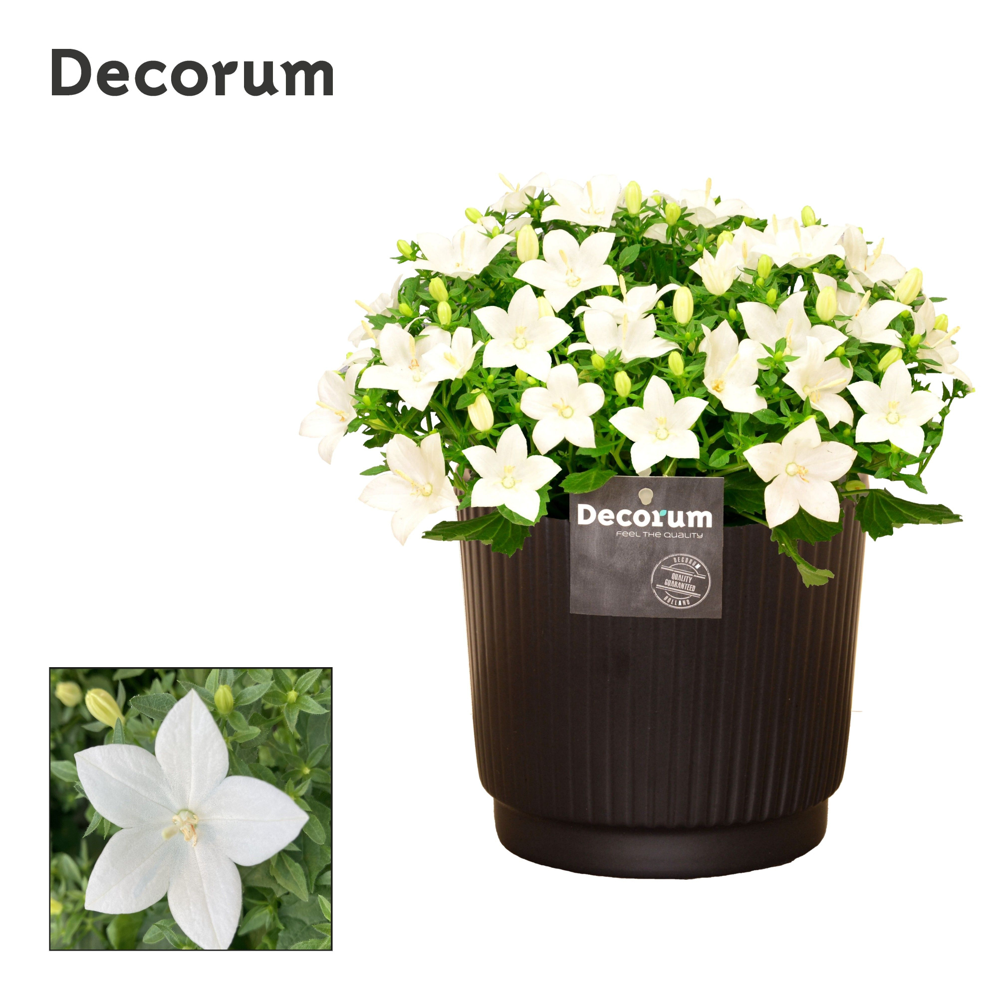 Campanula 'Atlanta' Pure Liv Decorum, D 14