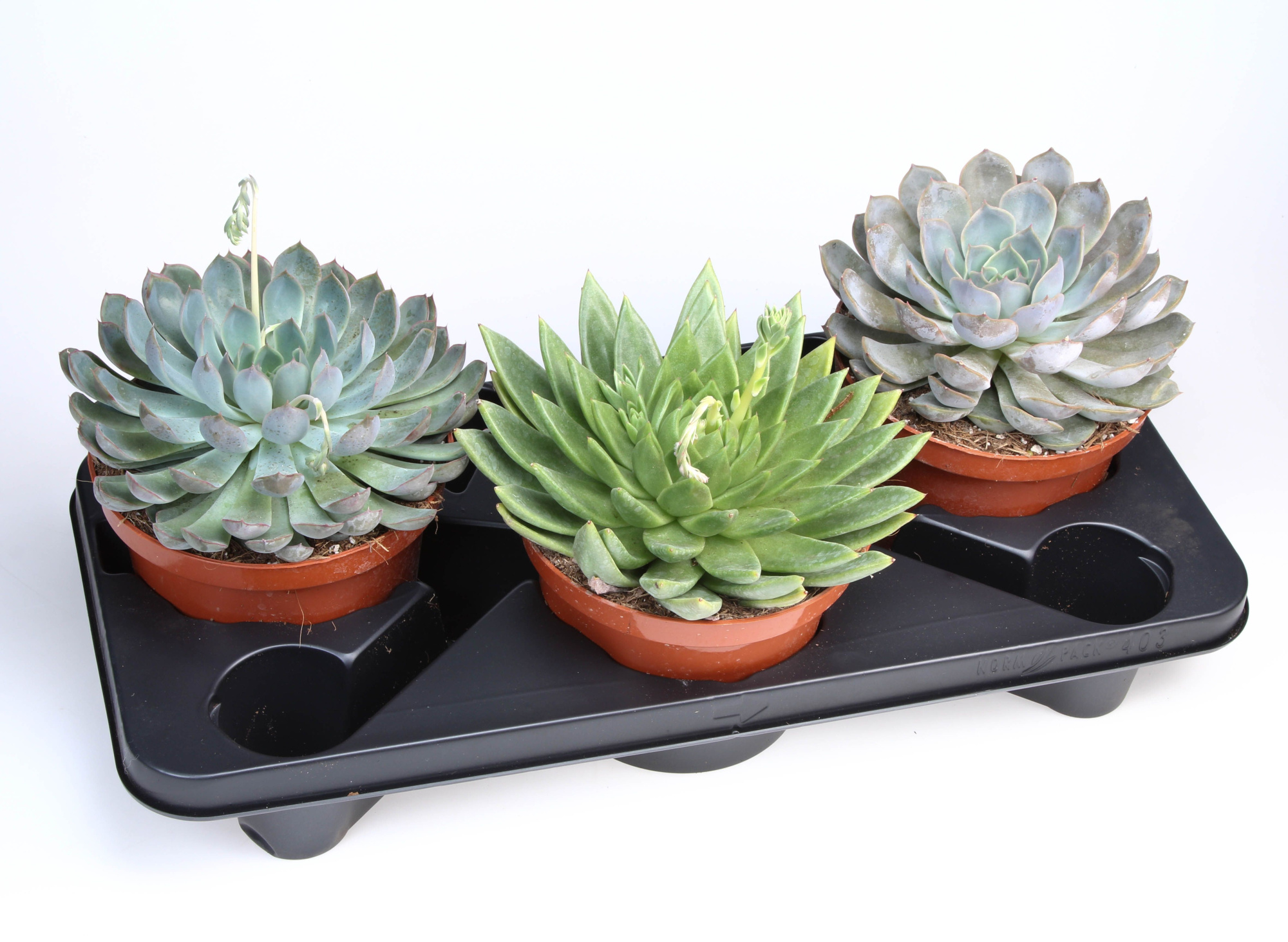 Succulenten mix, D 17