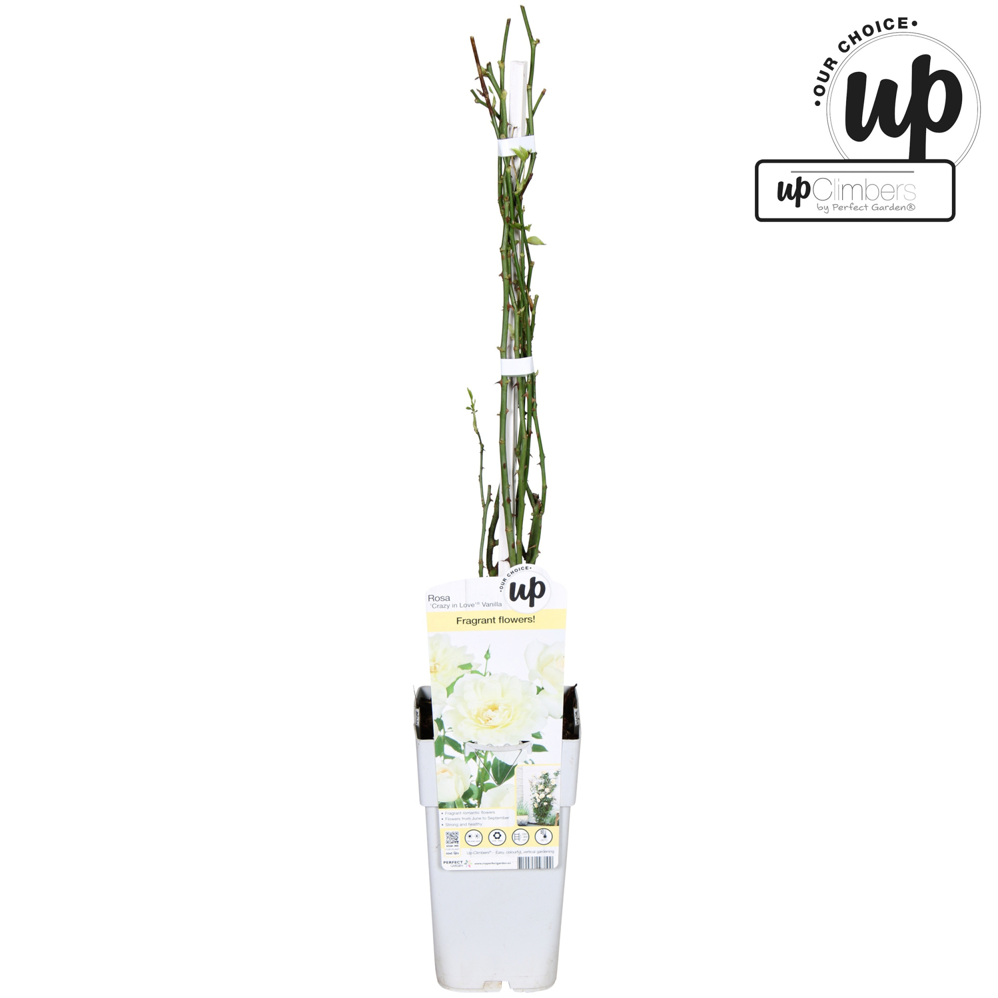 Rosa Crazy in love Vanilla P15, D 15