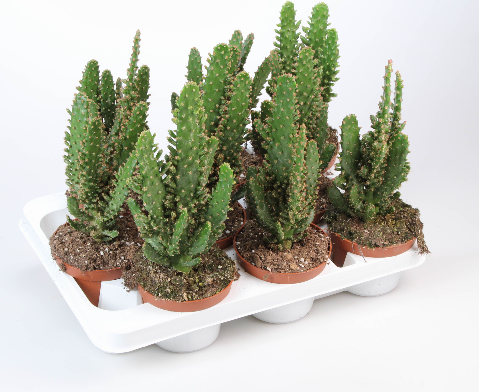 Opuntia Monacantha, D 10,5