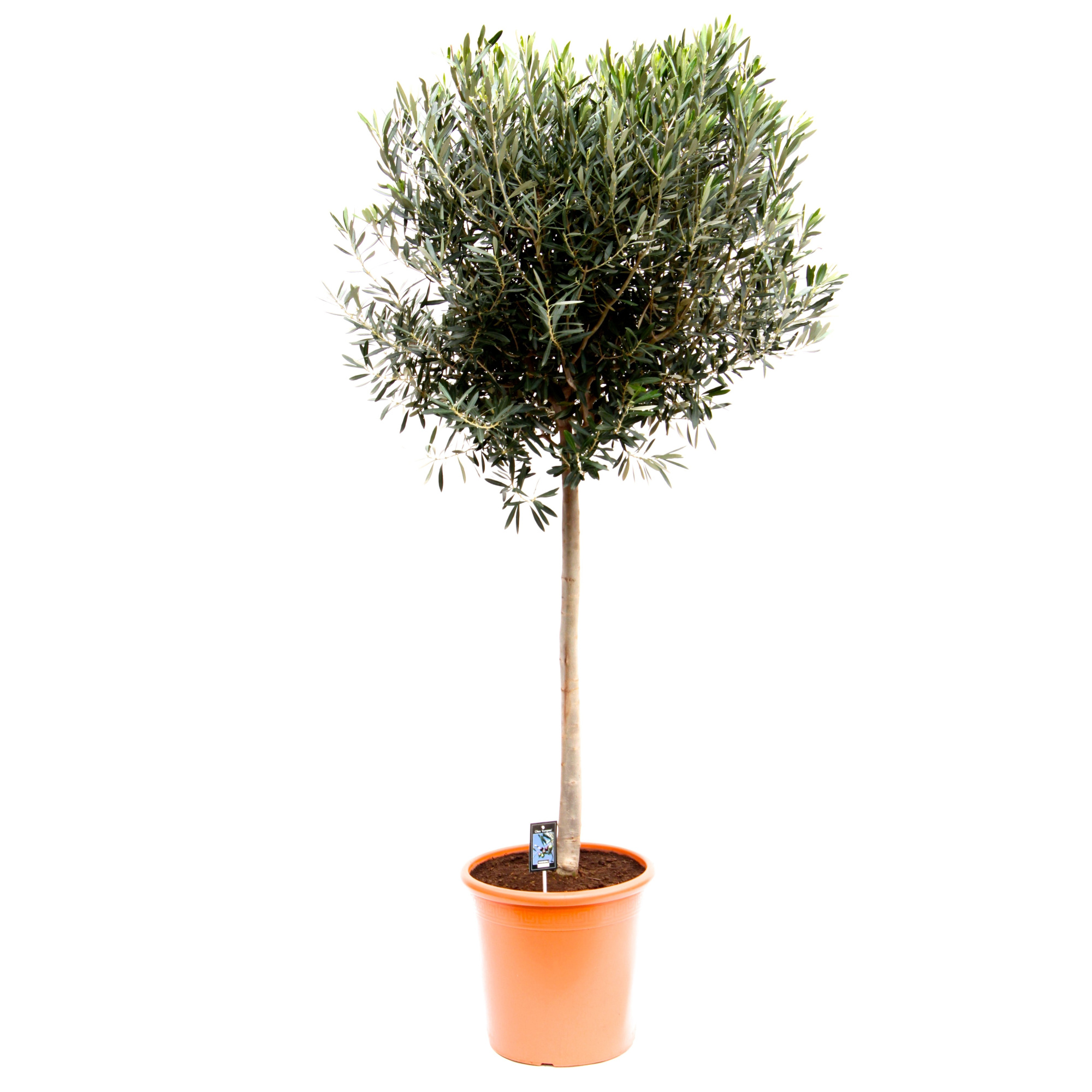 Olea Olijf op stam, D 33
