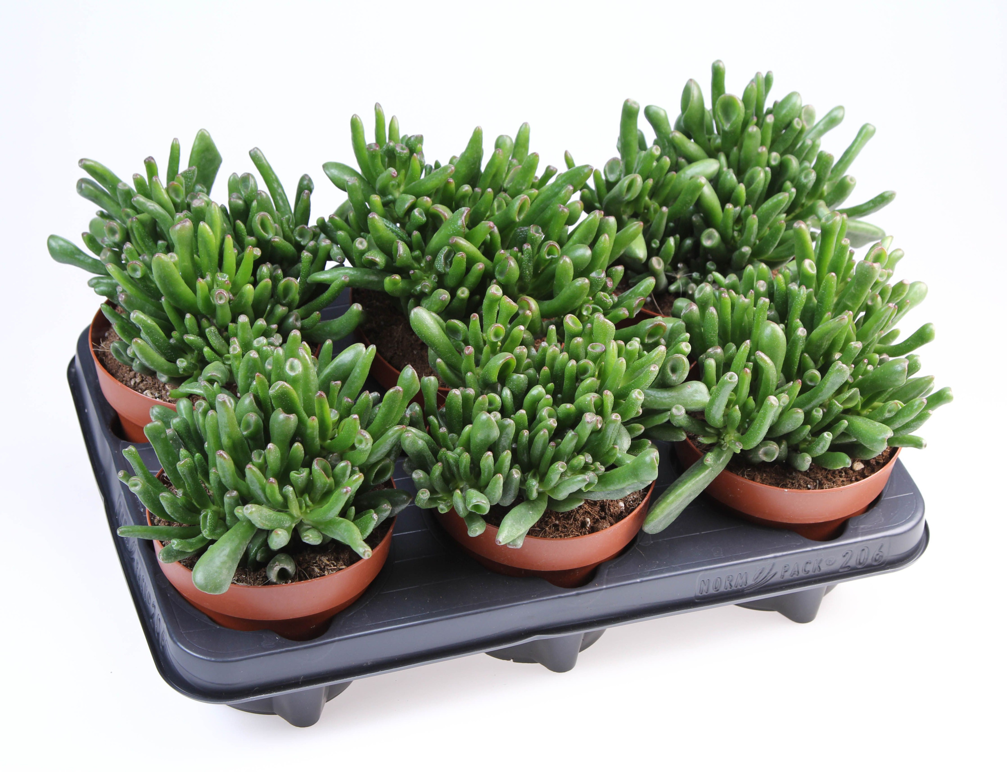 Crassula Hobbit, D 12