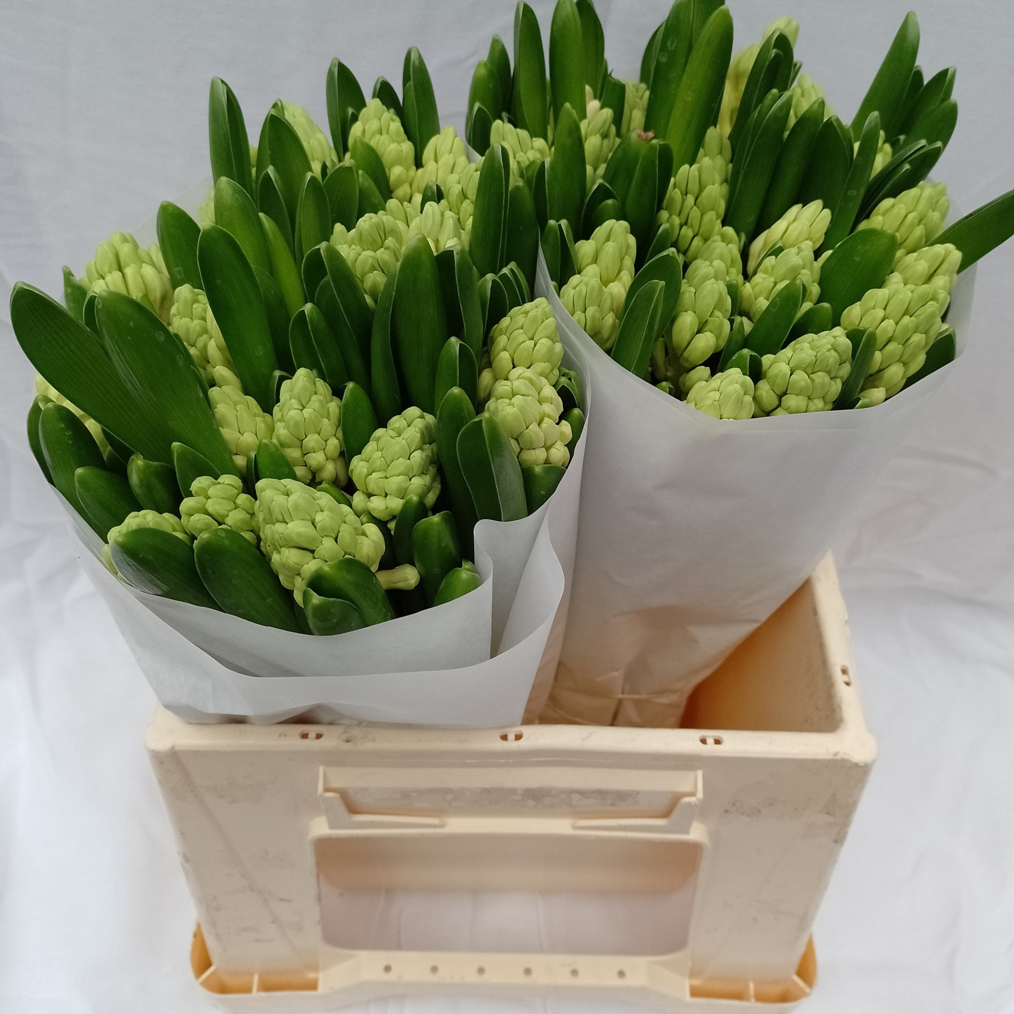 Гиацинт Лувр, шт.