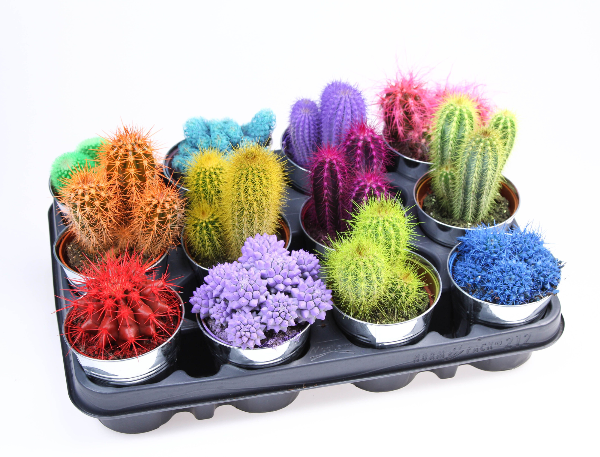 Rainbow Cactus in Zinkpot, D 8,5