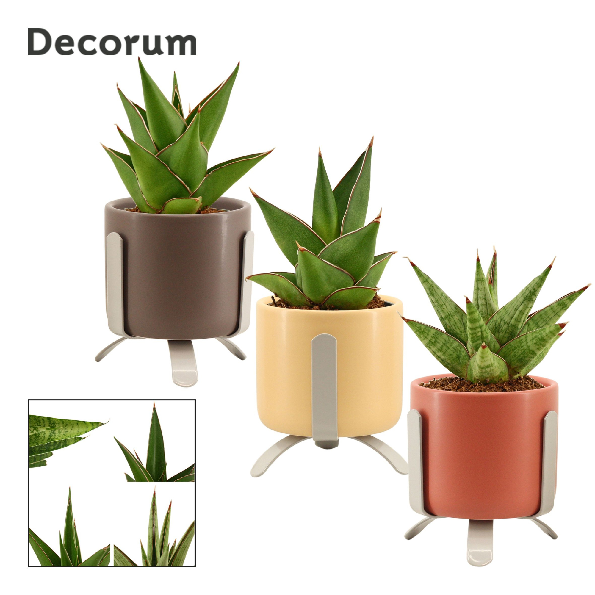 Sansevieria Crown Mix 6 cm in Luca (Nature love-collection), D 6
