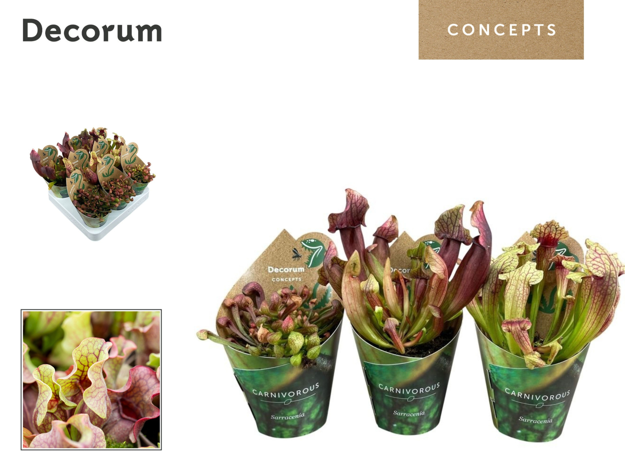 Sarracenia mix 8,5 cm in potcover (Decorum), D 8,5