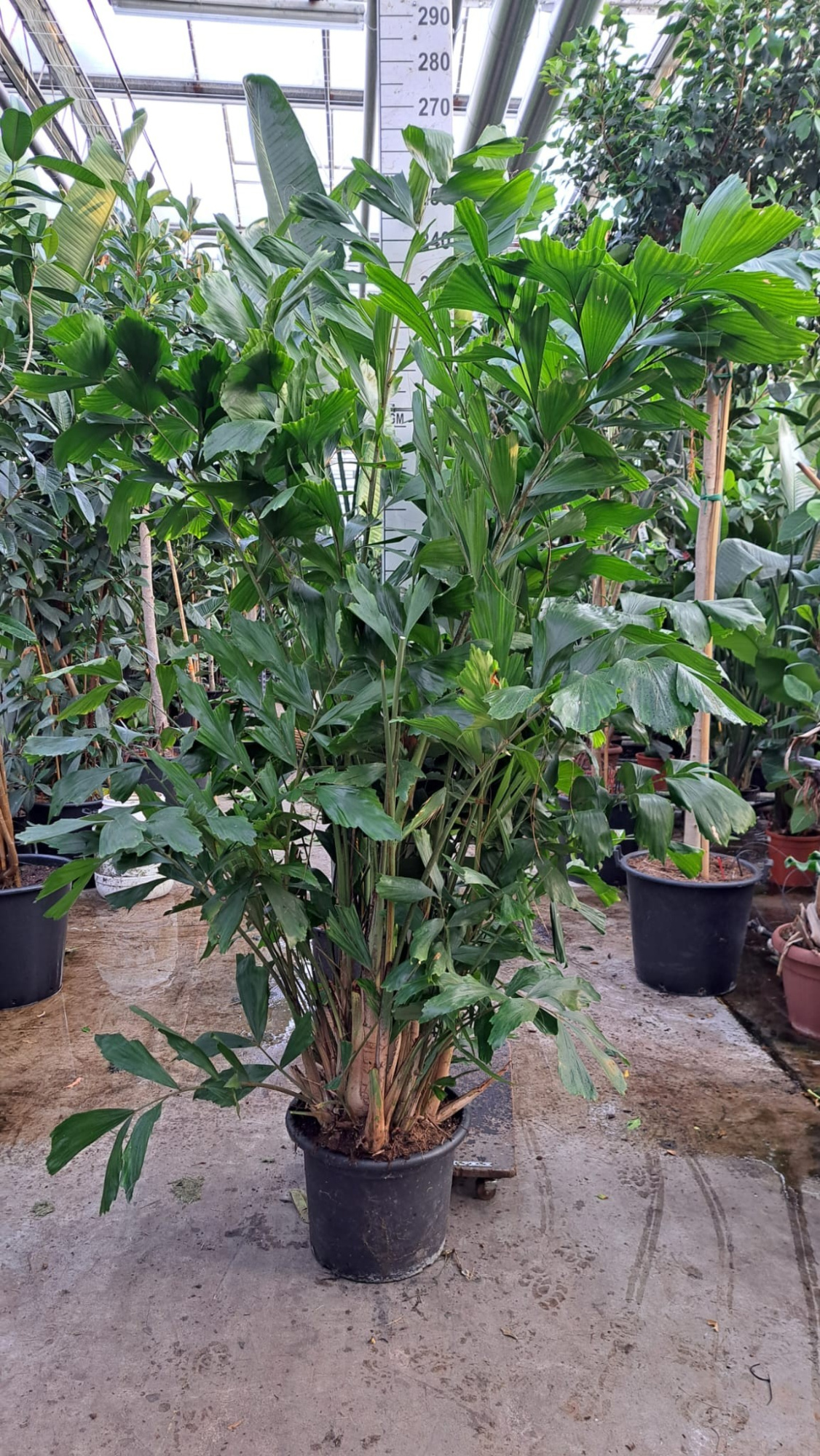 Caryota Mitis bush 240, D 45