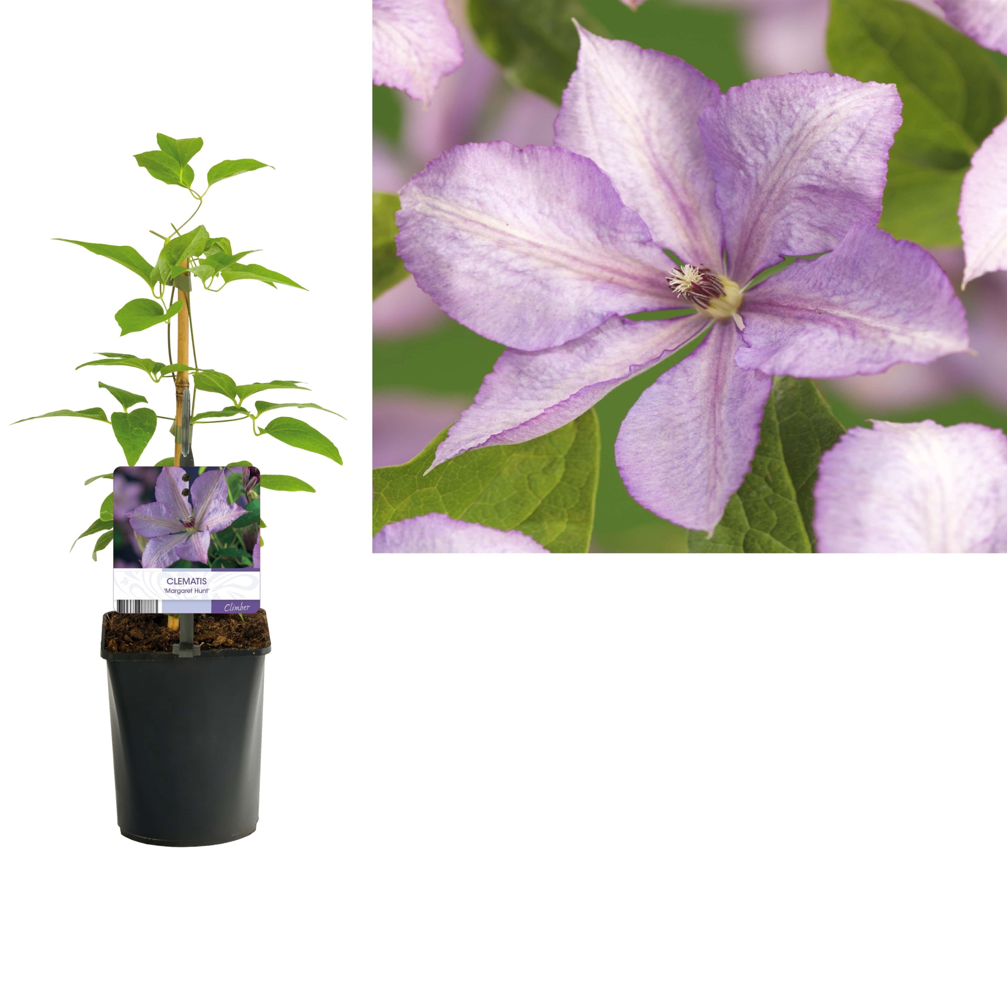 Clematis 'Margaret Hunt' +light label, D 11