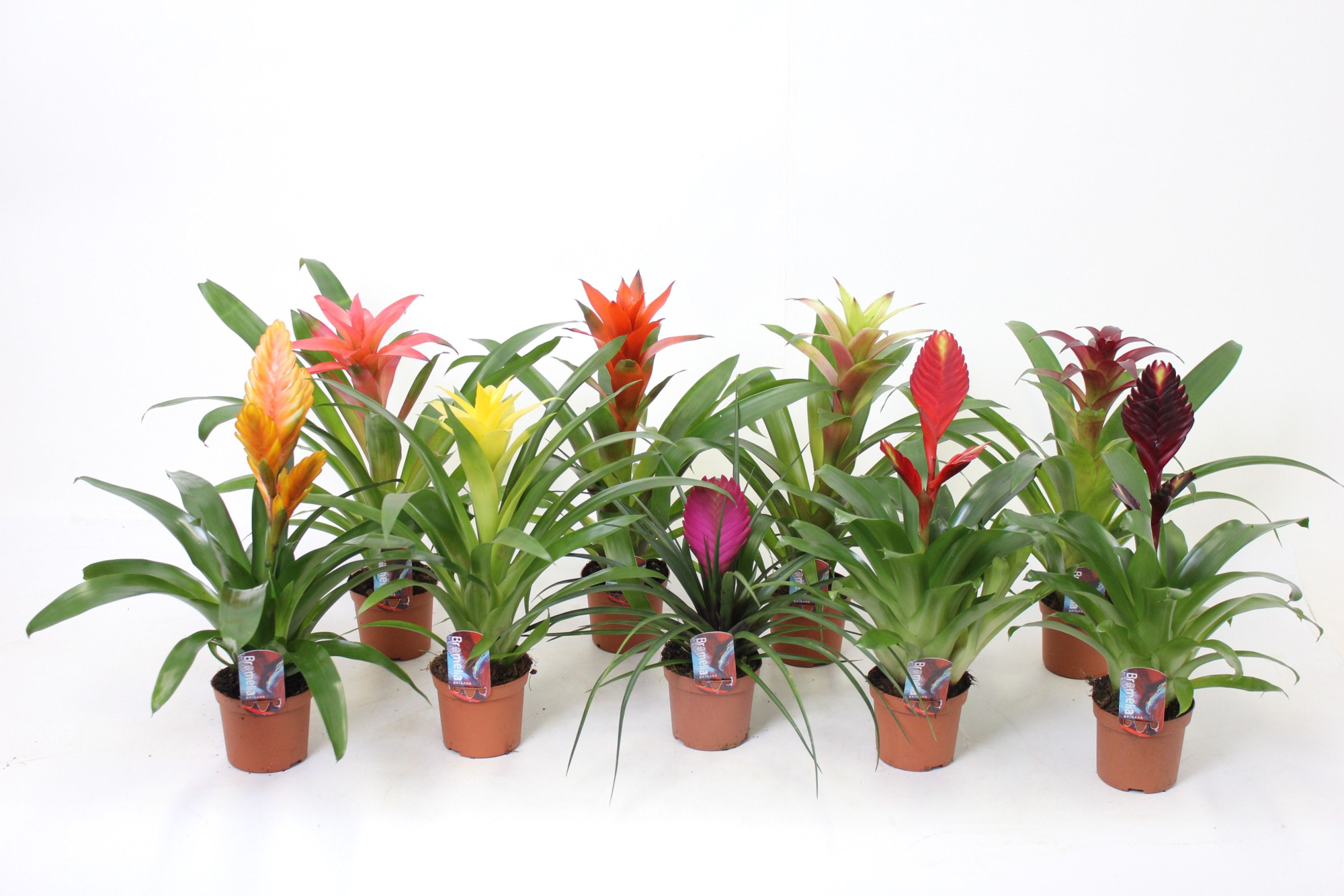 Bromelia Mix 9 cm (kopie), D 9