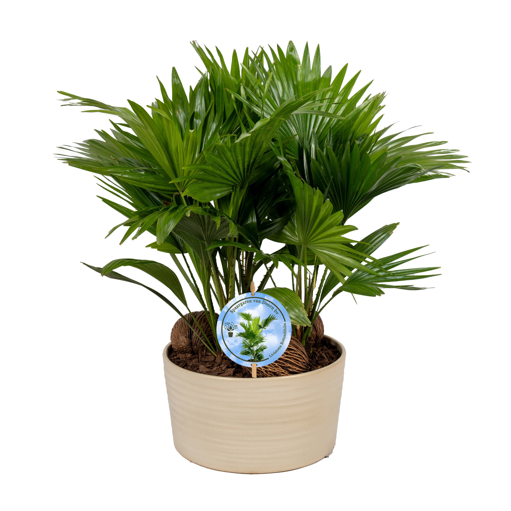 Livistona in Andorra 3 pp Pearl white Lucht Zuiverend, D 26