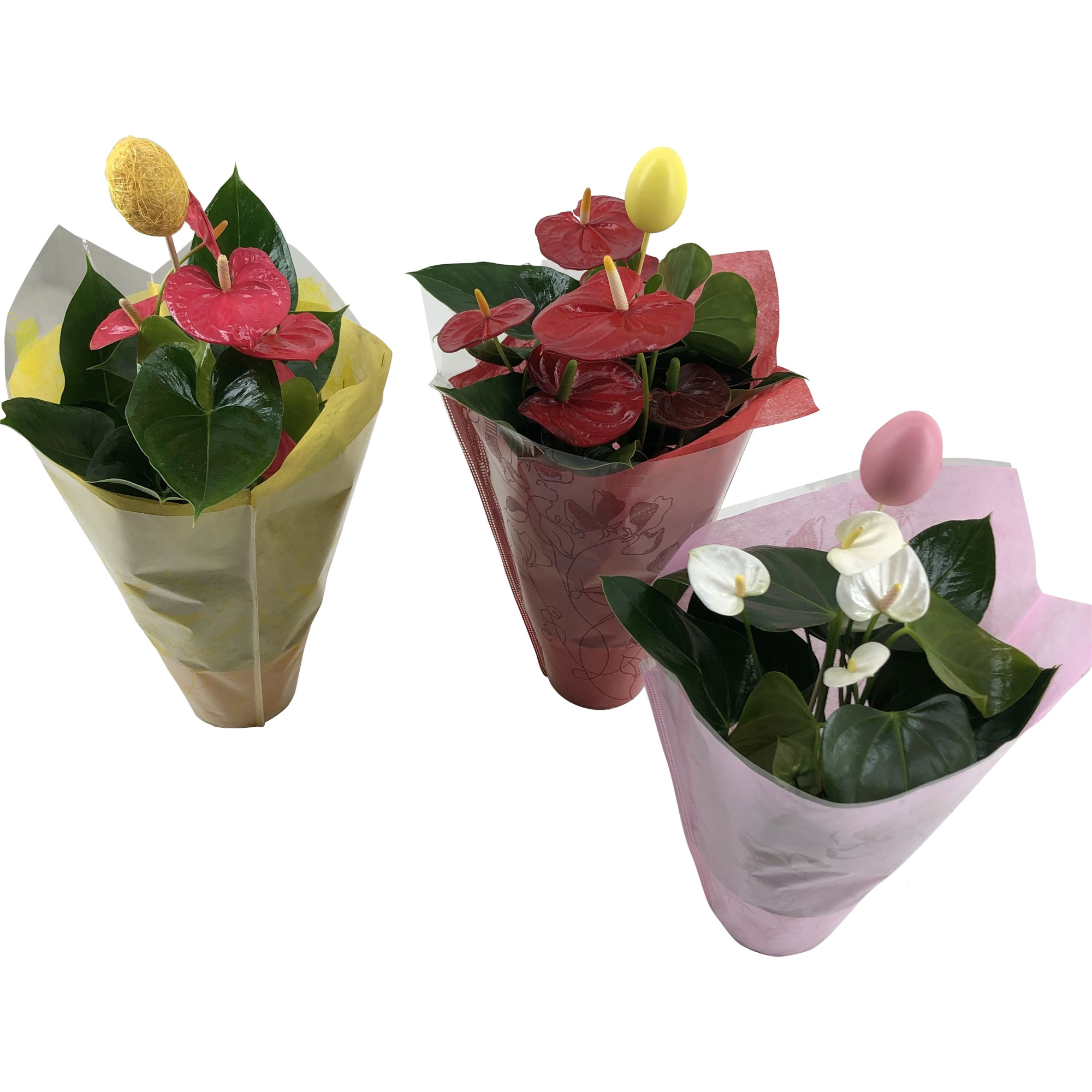 Anthurium Flamingomix Pasen, D 14